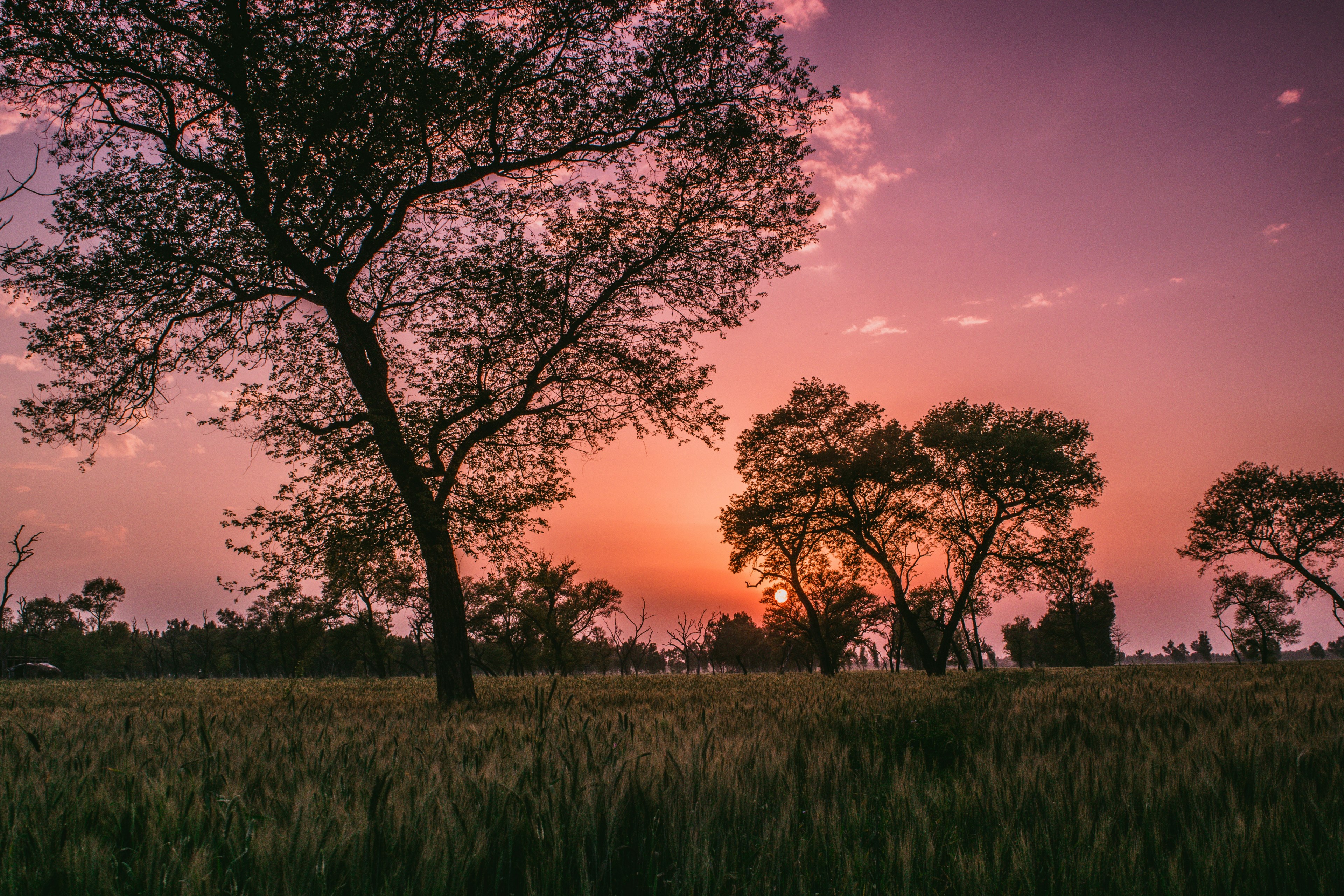 cloud forest sun ray and sunset 4k, HD Wallpaper