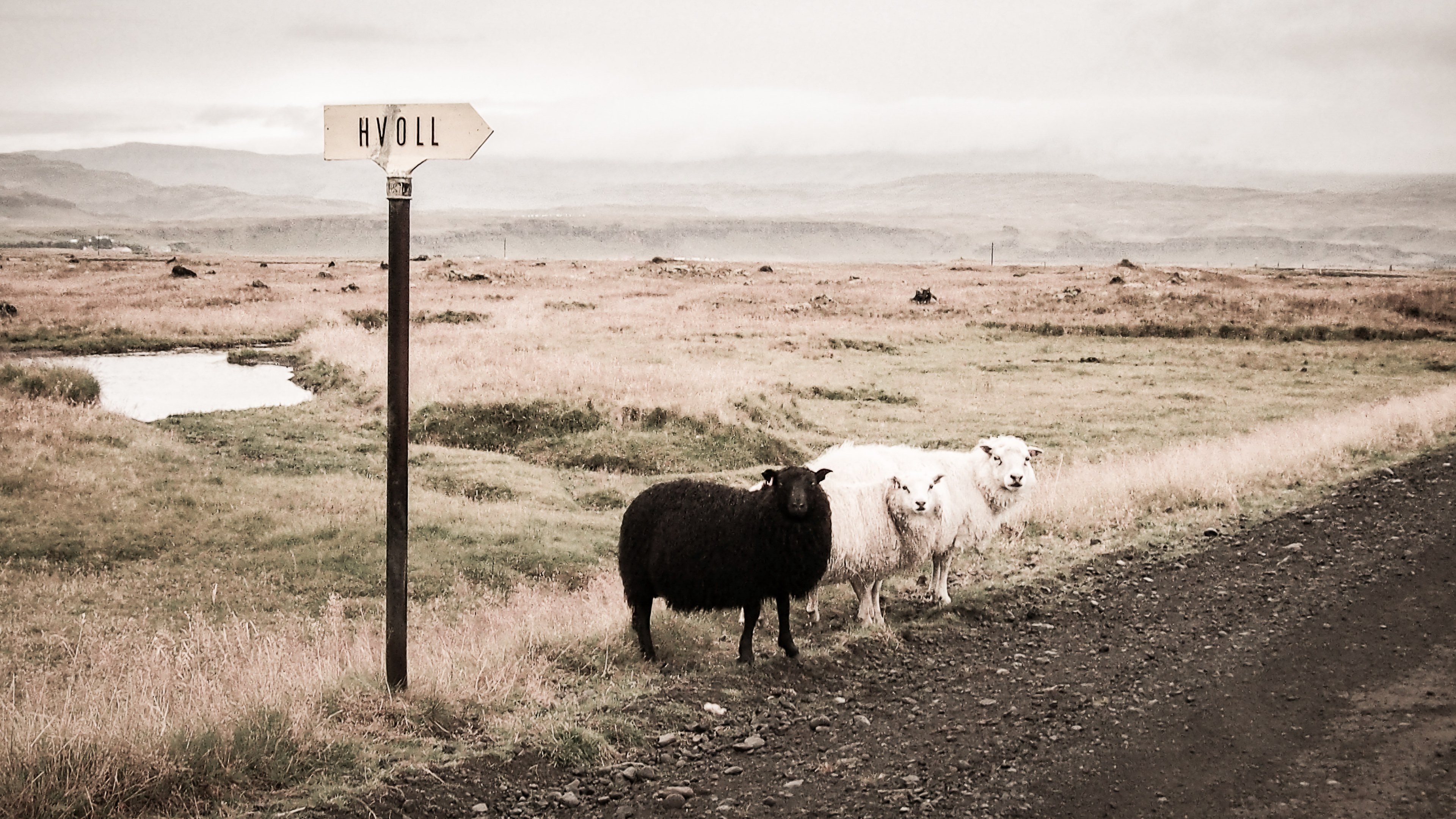 sheep stand next to a rural road in the country, country sheep 4k, HD Wallpaper