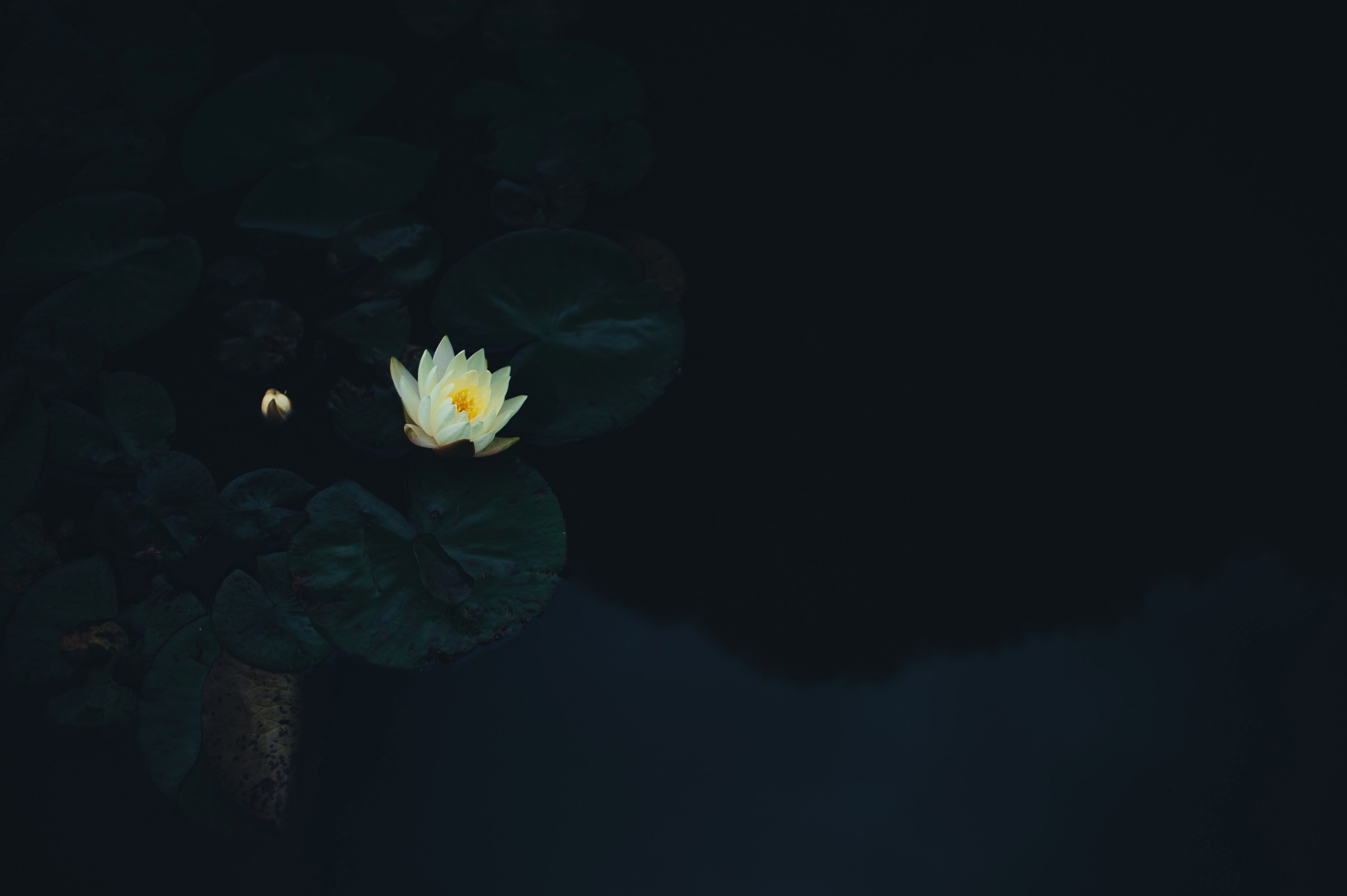 flower lily water and pond 4k, HD Wallpaper