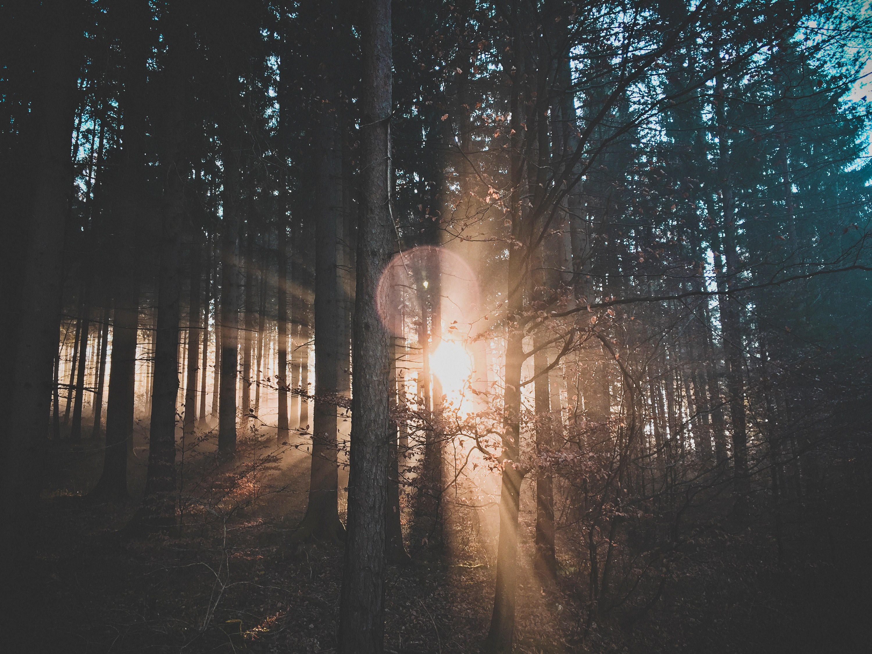 tree forest sun and sunlight 4k, HD Wallpaper