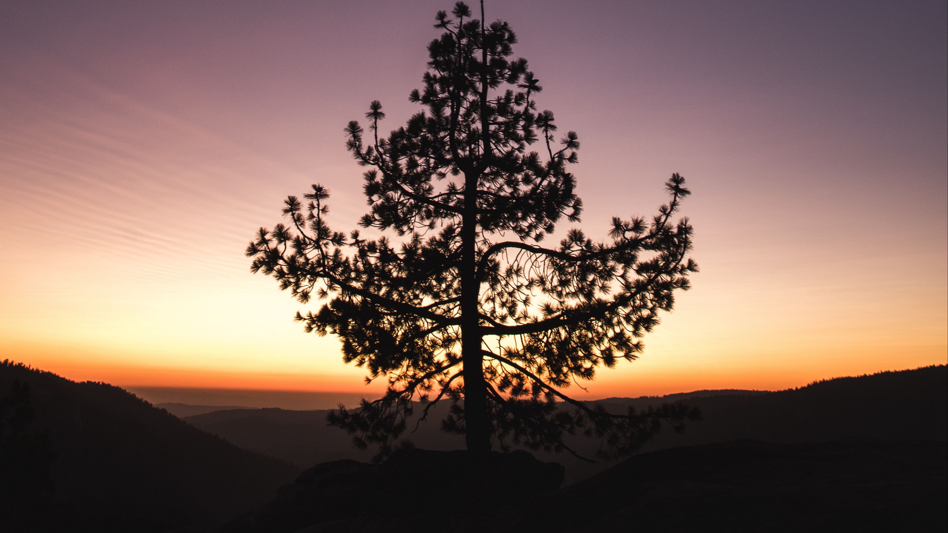 tree, sunset, horizon, 4k, HD Wallpaper