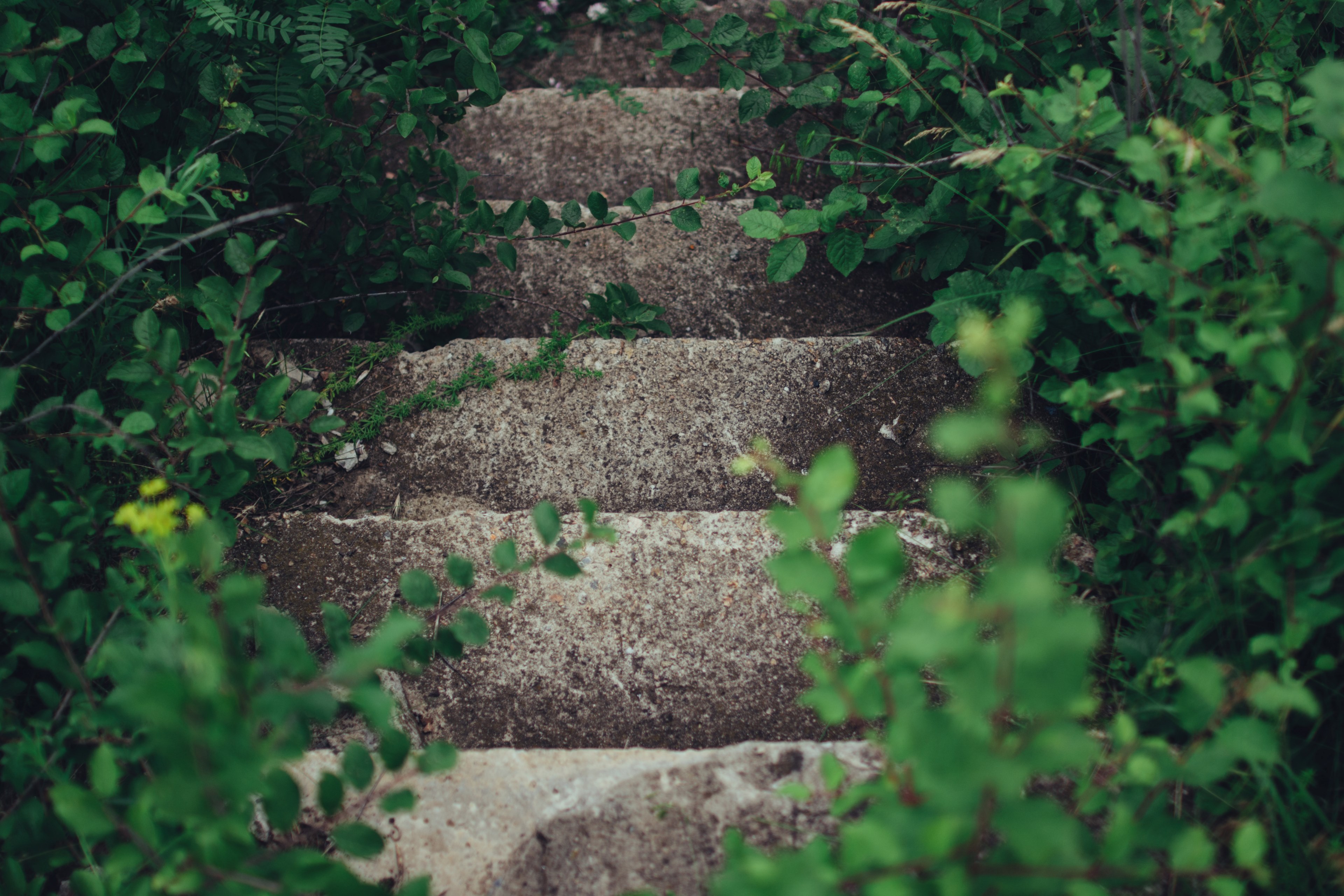 plant stair green and overgrown 4k, HD Wallpaper