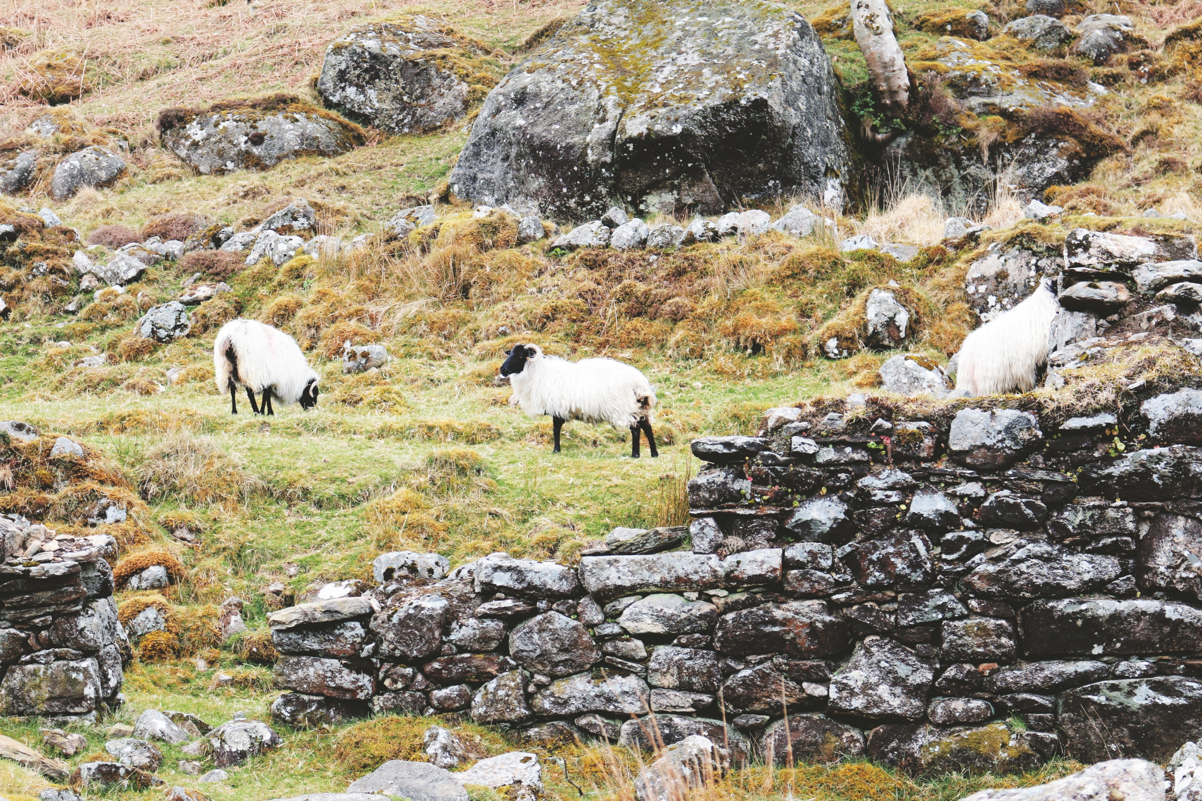 sheep grazing on a hilly pasture with a stone wall in the foreground, sheep grazing in the mountains 4k, HD Wallpaper