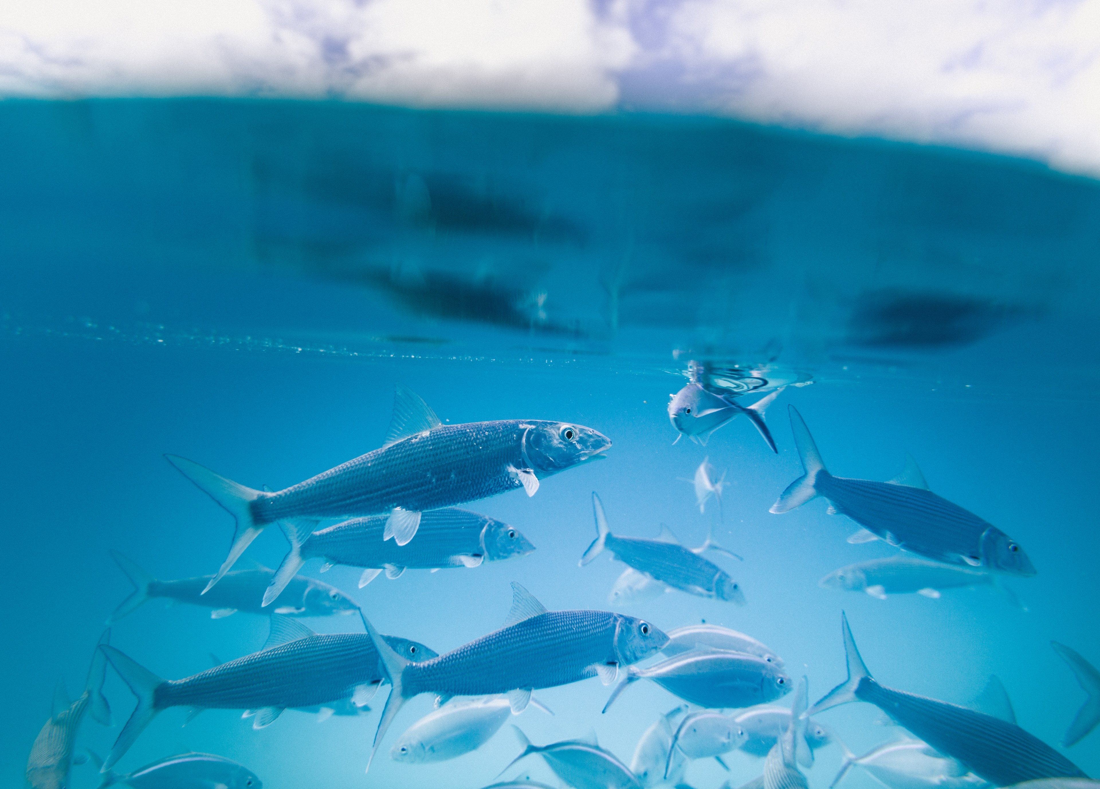 multiple scaly fish swimming underwater in clear blue water, group of fish 4k, HD Wallpaper