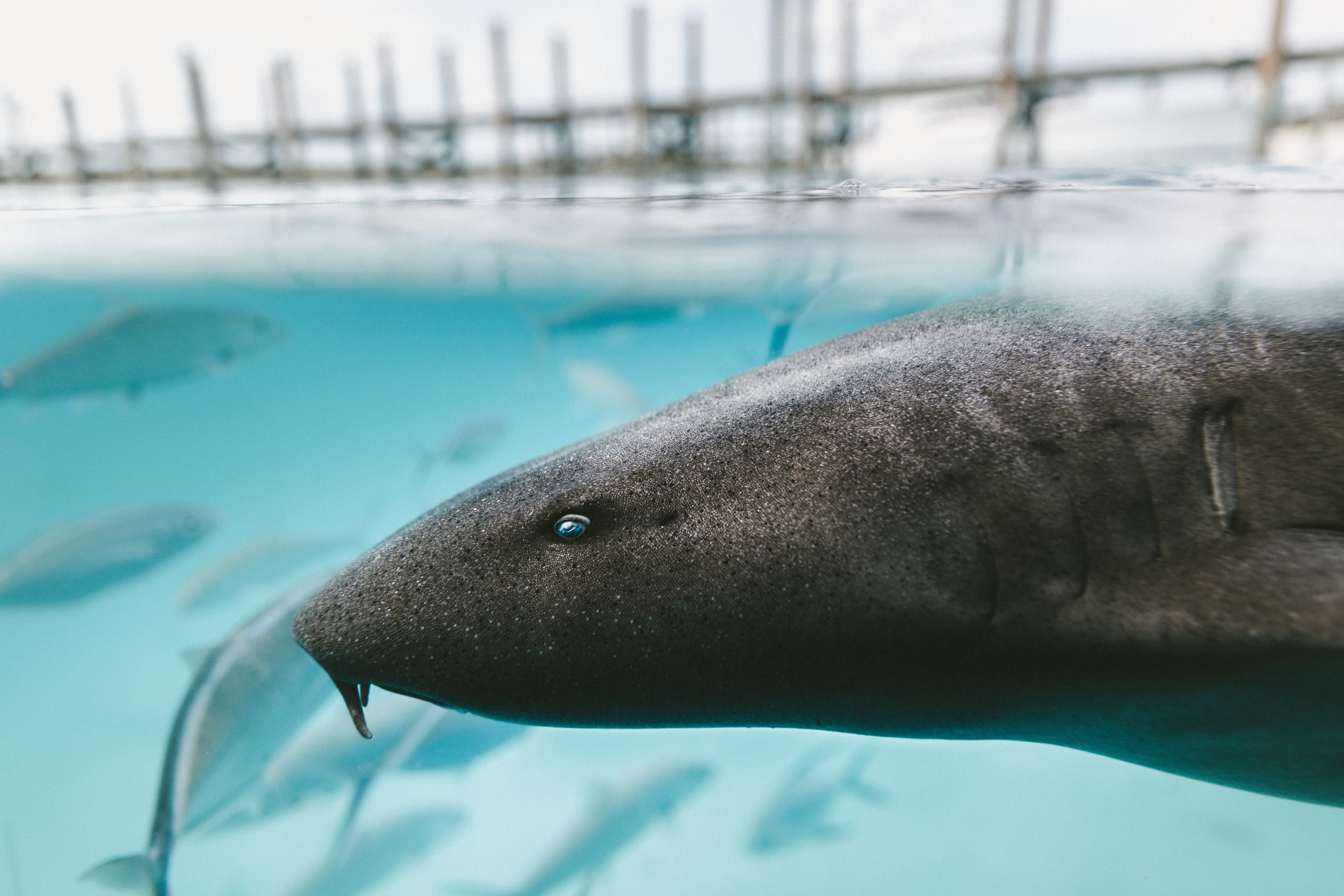 close up of shark underwater in clear blue water, nurse shark 4k, HD Wallpaper