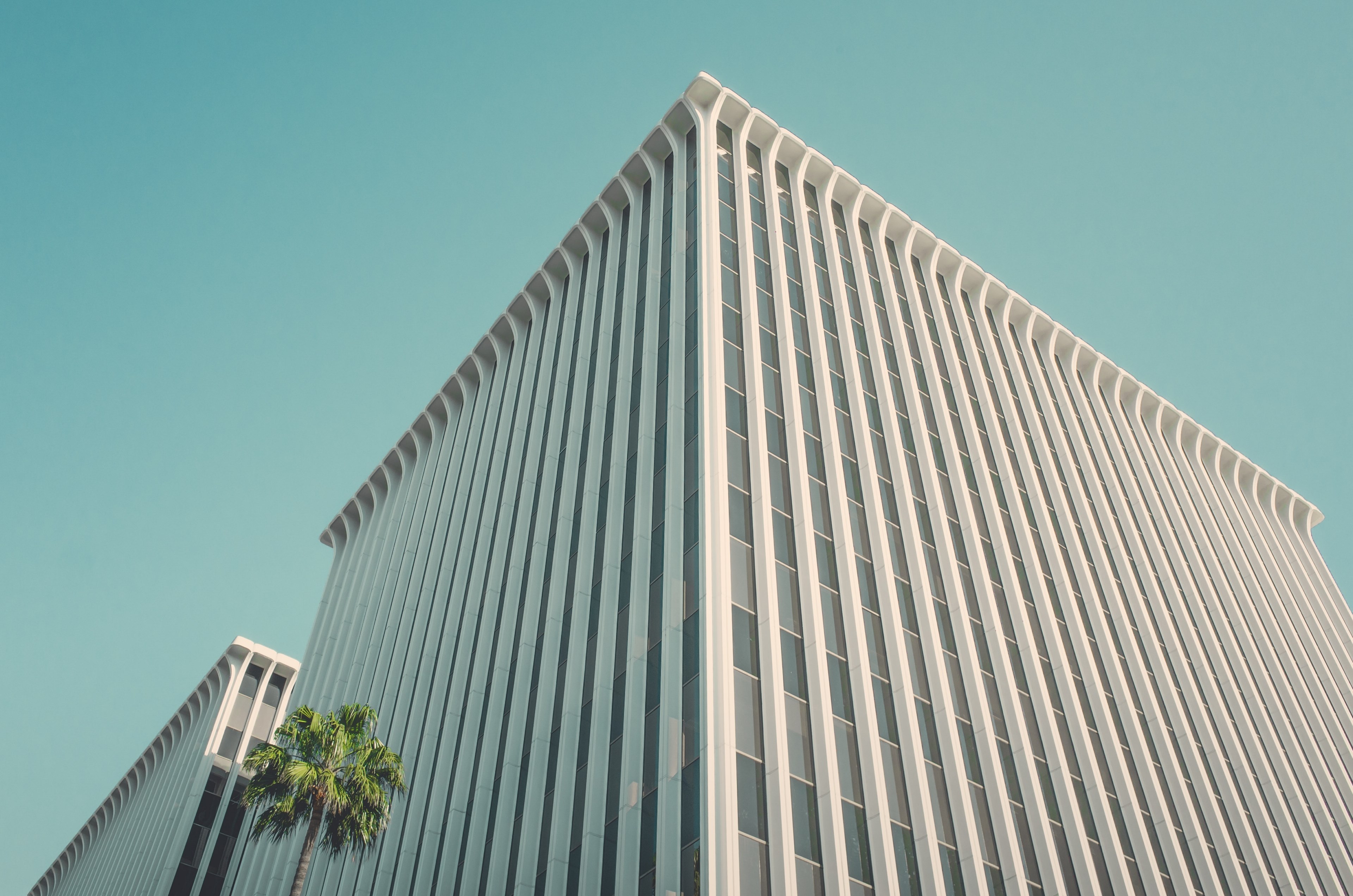 the corner of a white office building in beverly hills, one lonely palm tree 4k, HD Wallpaper