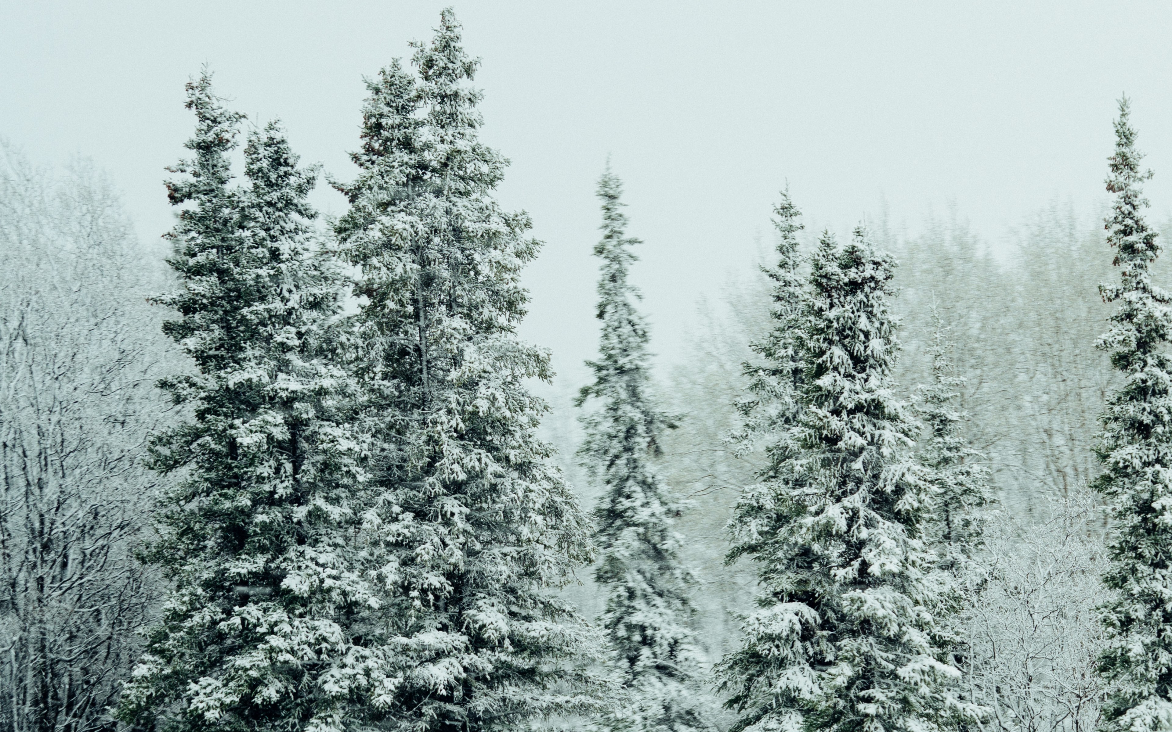 the tops of evergreen trees in a snowy forest, summer snowfall 4k, HD Wallpaper