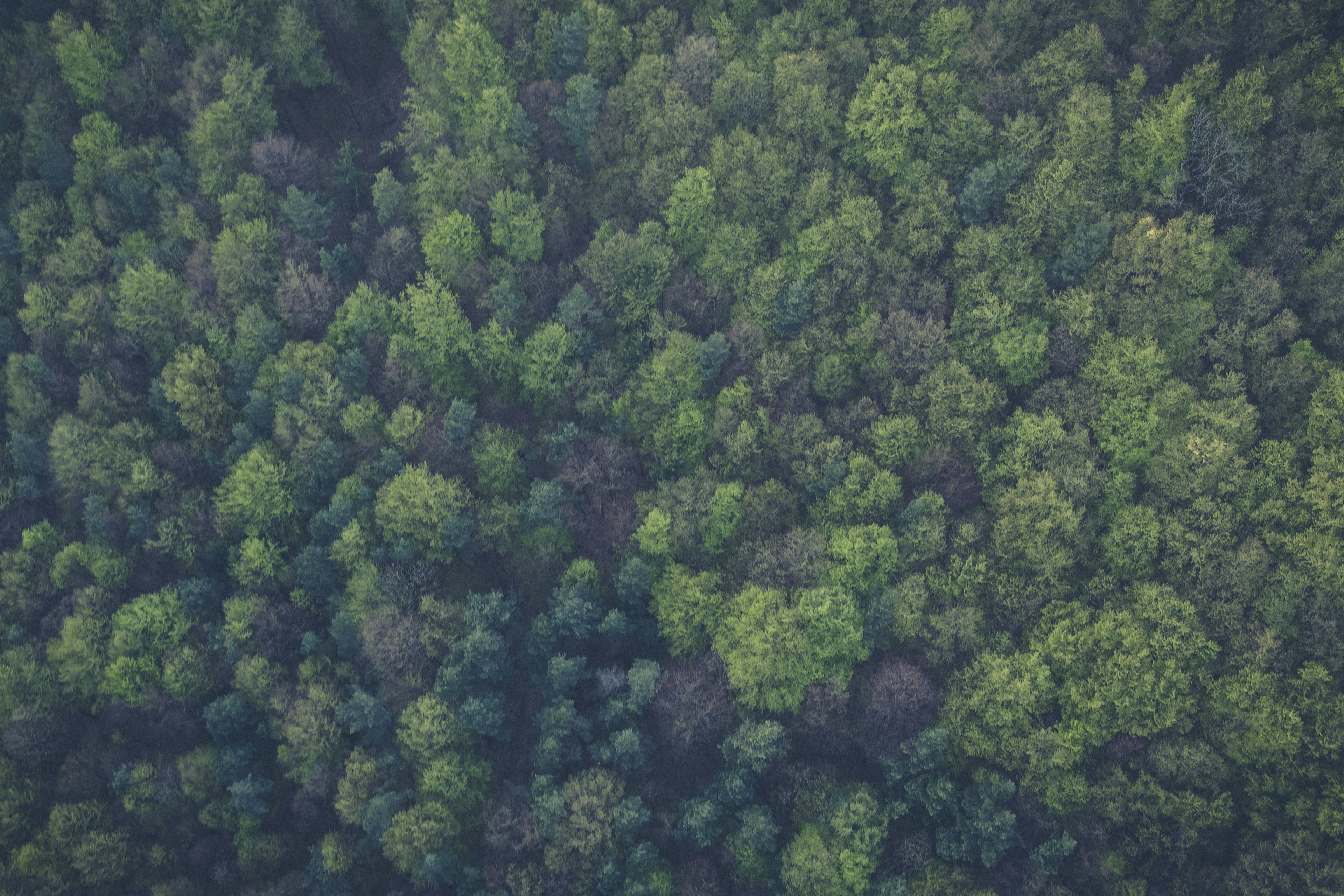 forest tree wood and pine 4k, HD Wallpaper