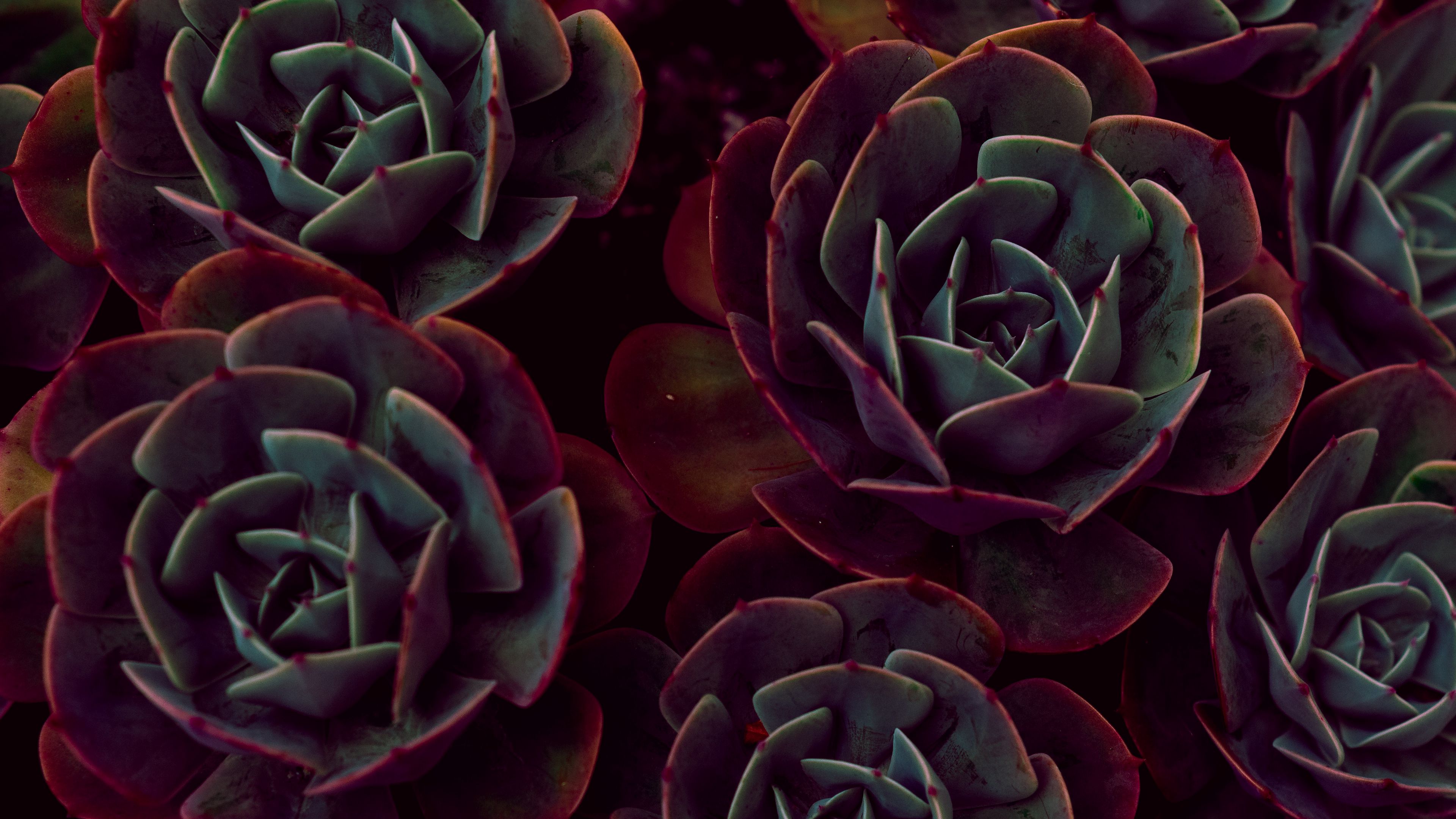 echeveria, succulents, houseplant, leaves, 4k, HD Wallpaper