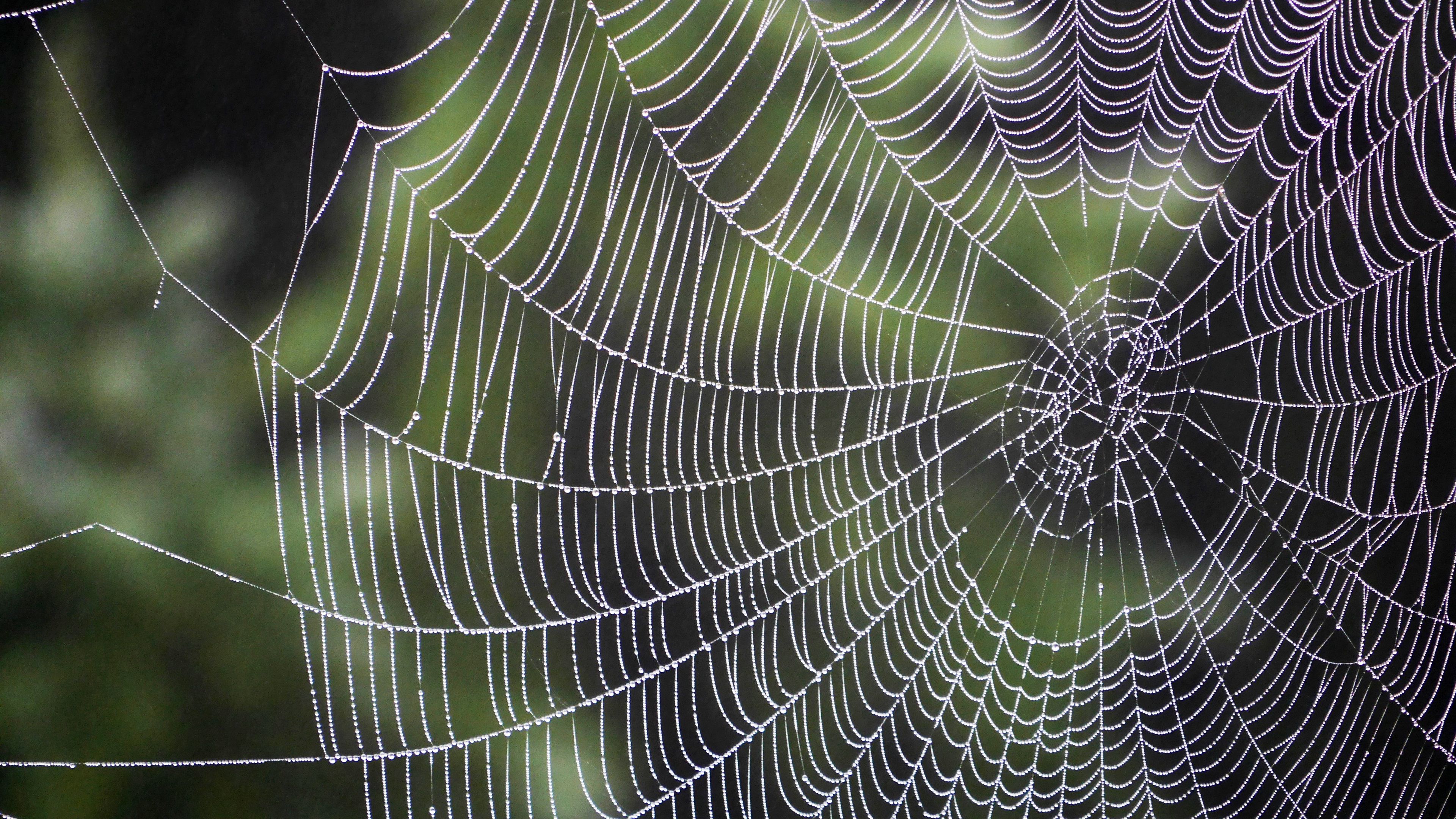 spiderweb, drops, weaving, 4k, HD Wallpaper