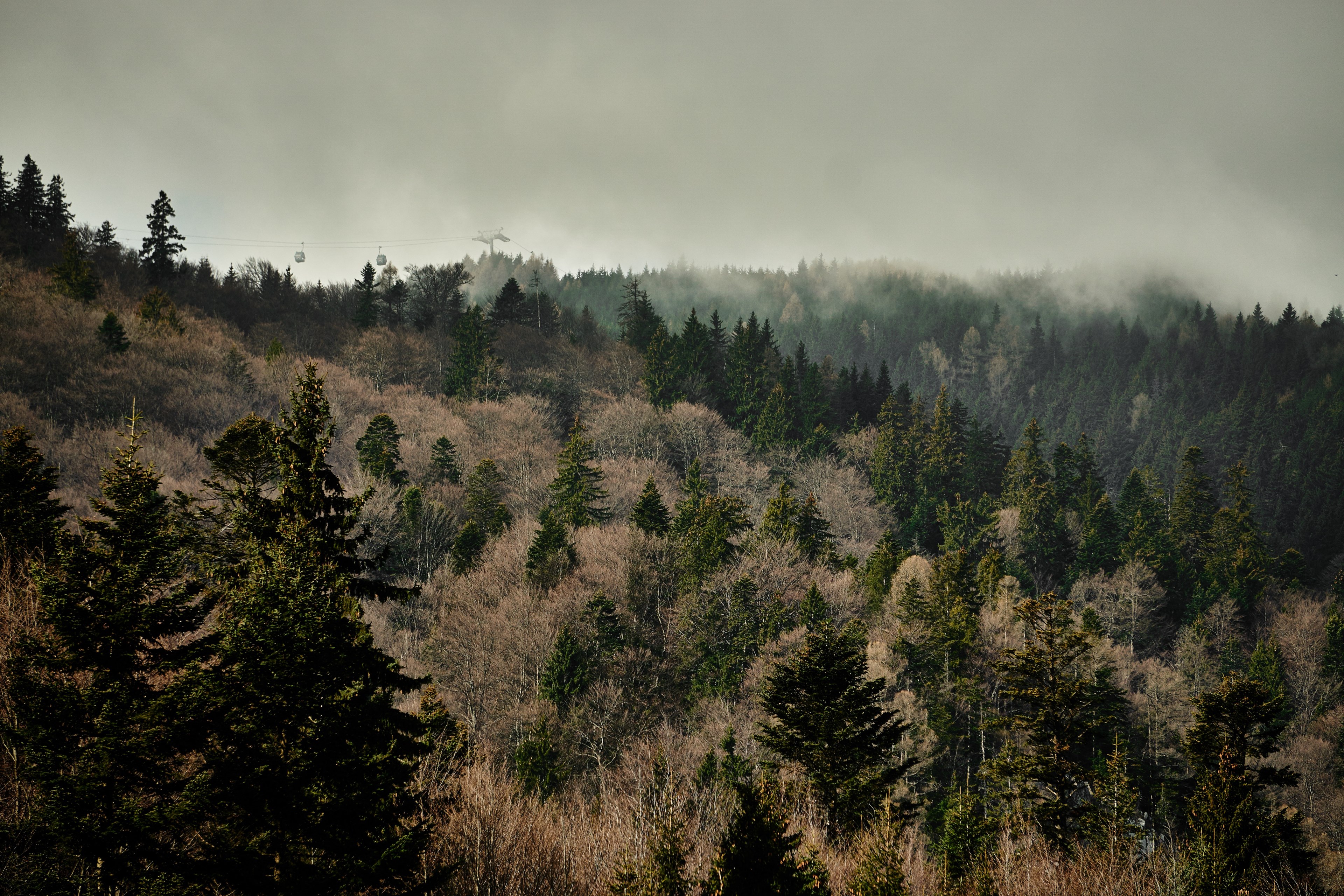 a hillside covered with evergreen trees and bushes with a ski lift on the horizon, ski lift behind a wooded hill 4k, HD Wallpaper