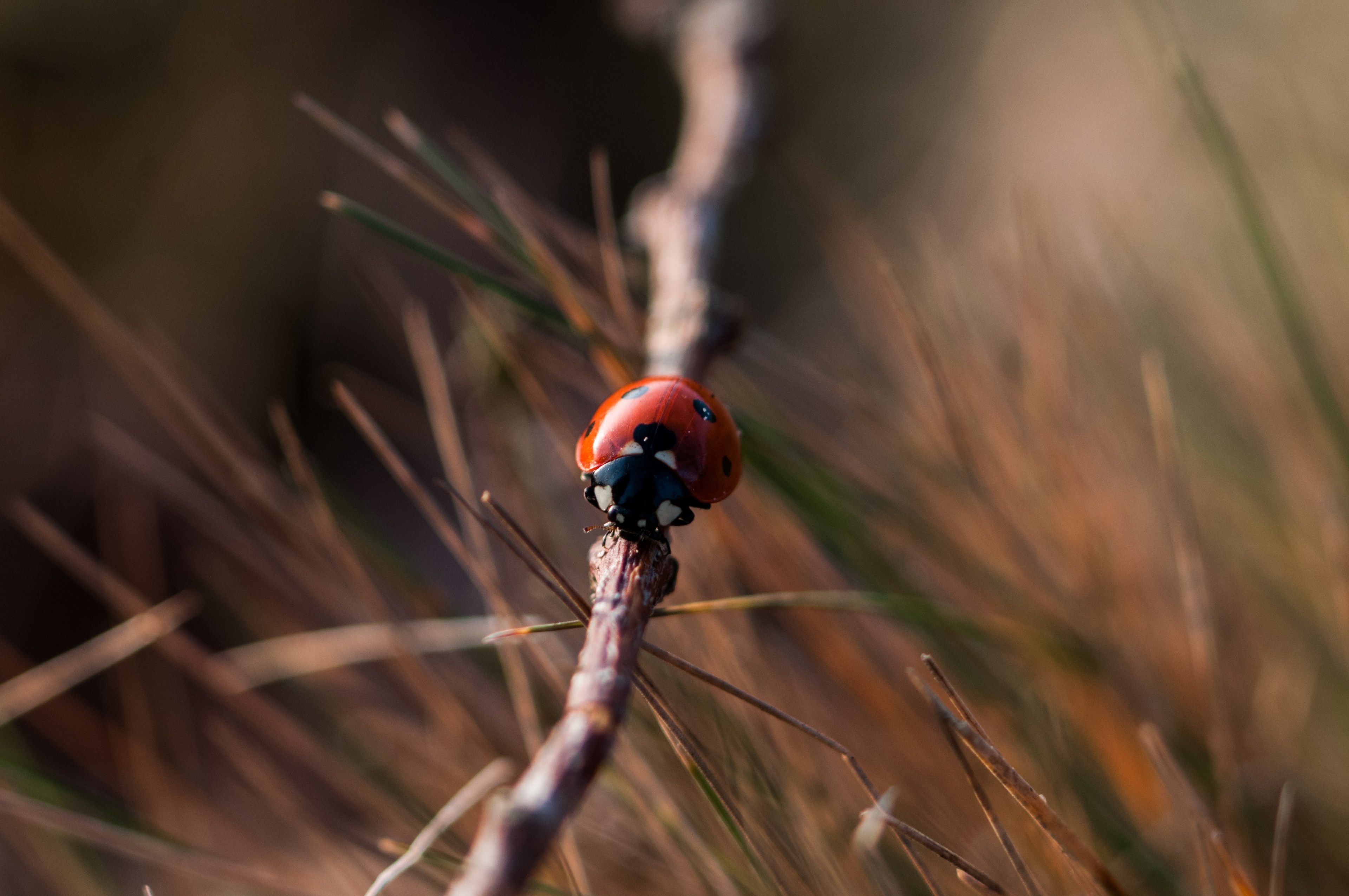 ladybug crawls on a thick stick in a field, ladybug on the move 4k, HD Wallpaper