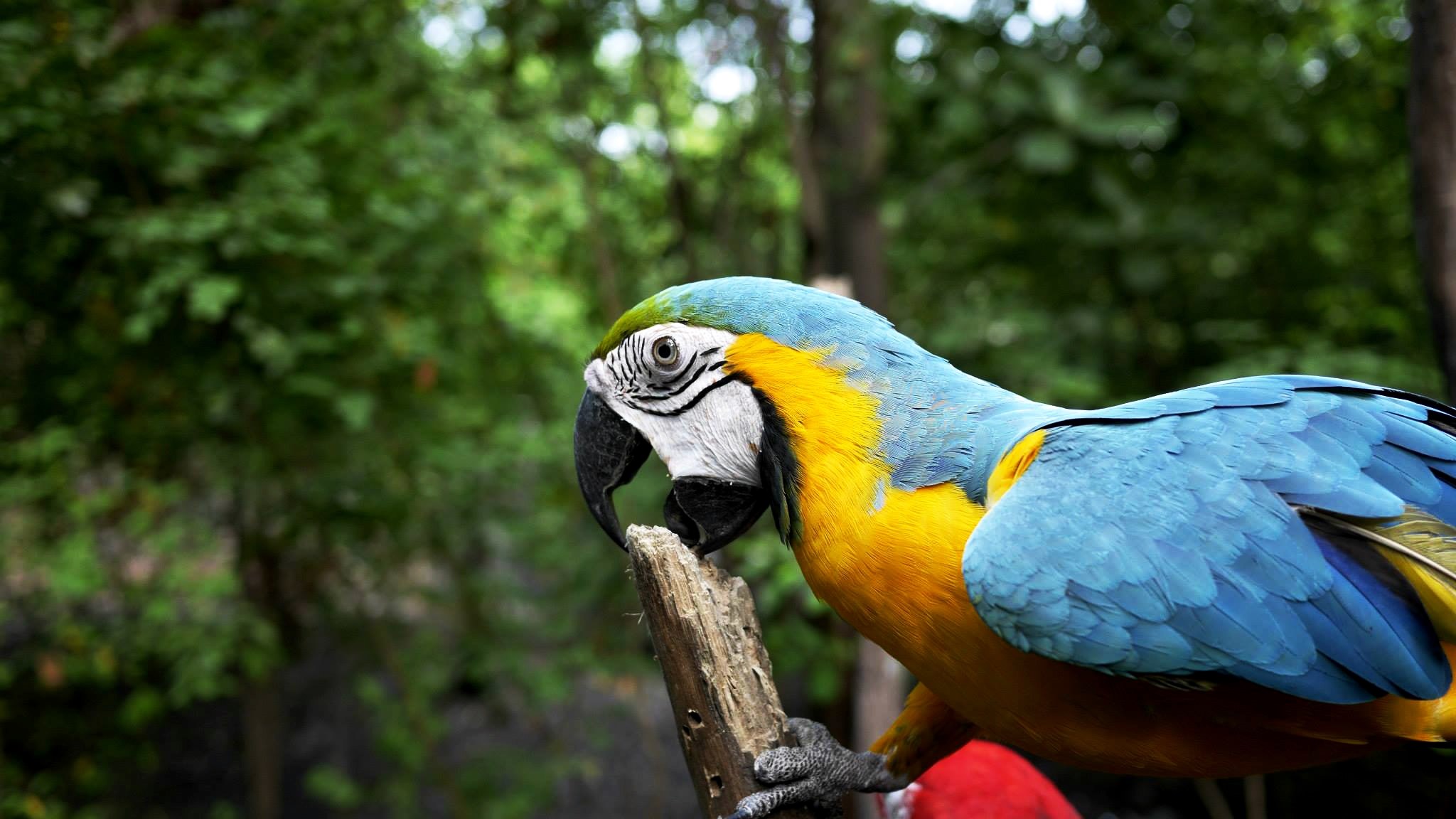 a blue and yellow parrot biting a stump of wood in a dense green forest, happy parrot 4k, HD Wallpaper