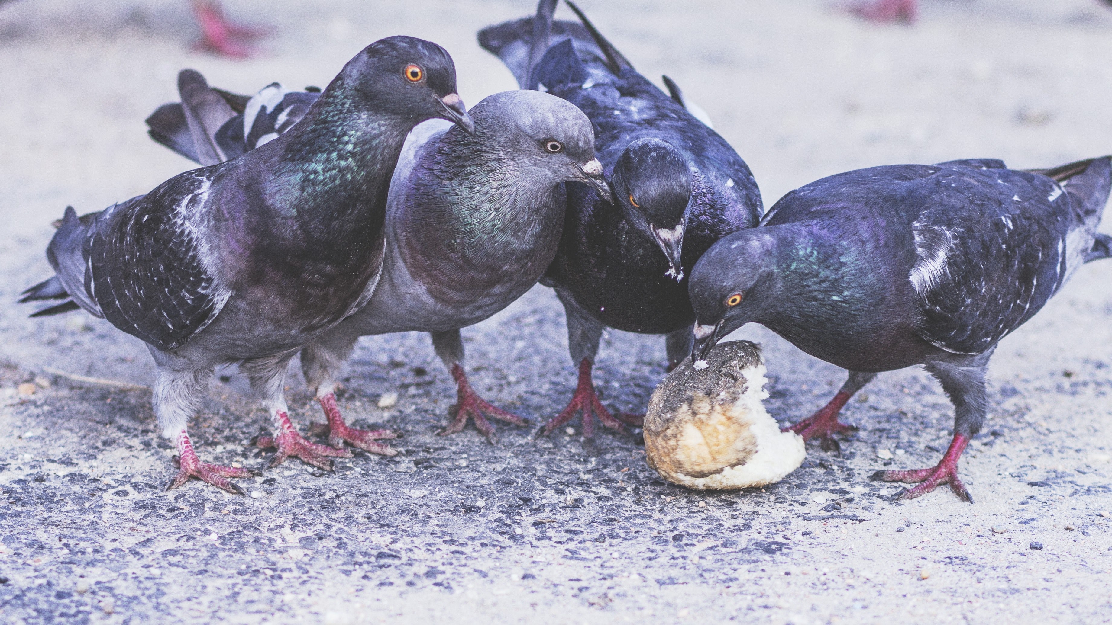 flock of pigeons peck at a littered piece of bread in the city, birds on a lunch break 4k, HD Wallpaper