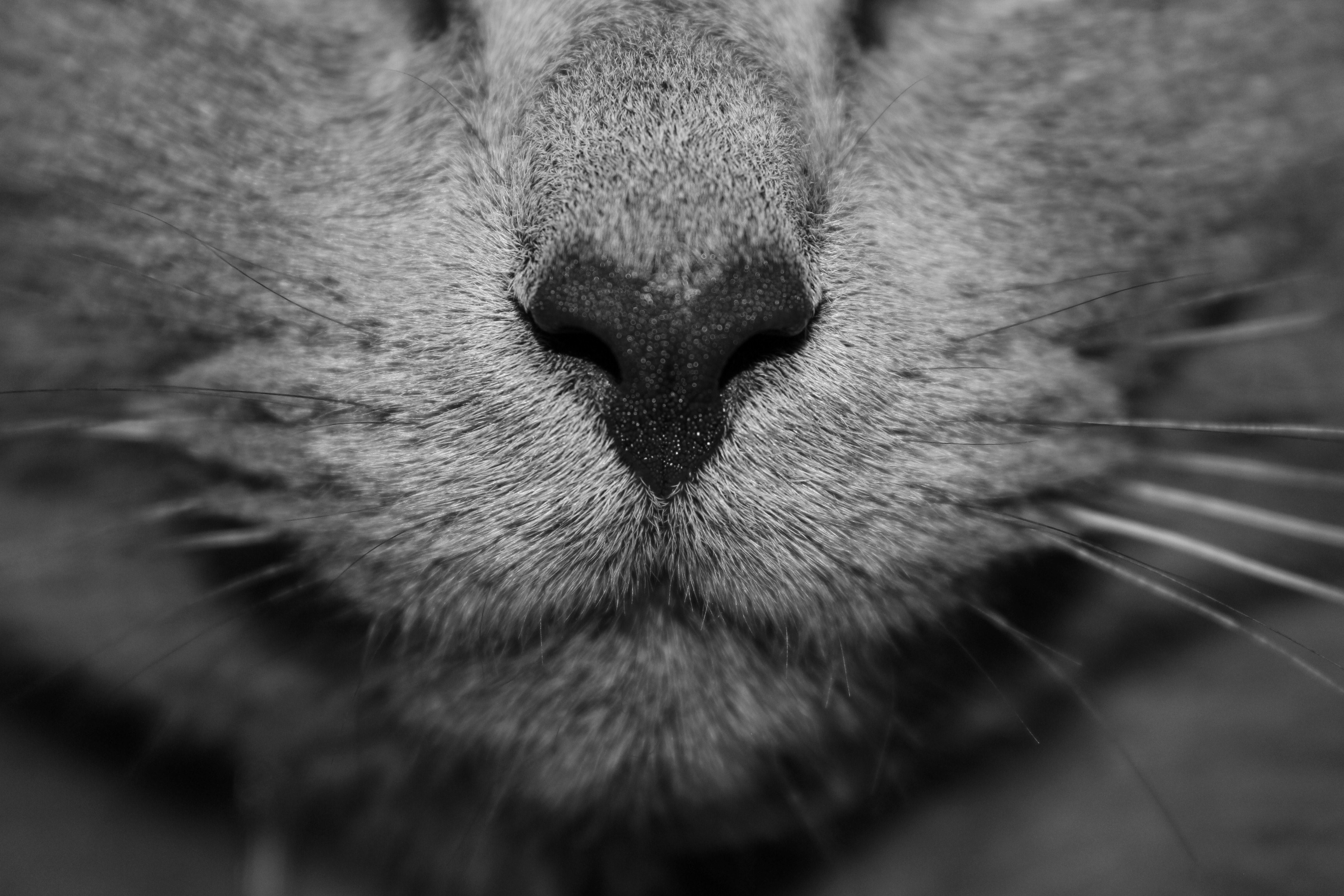a black and white macro shot of a cats nose, cat nose in black and white 4k, HD Wallpaper
