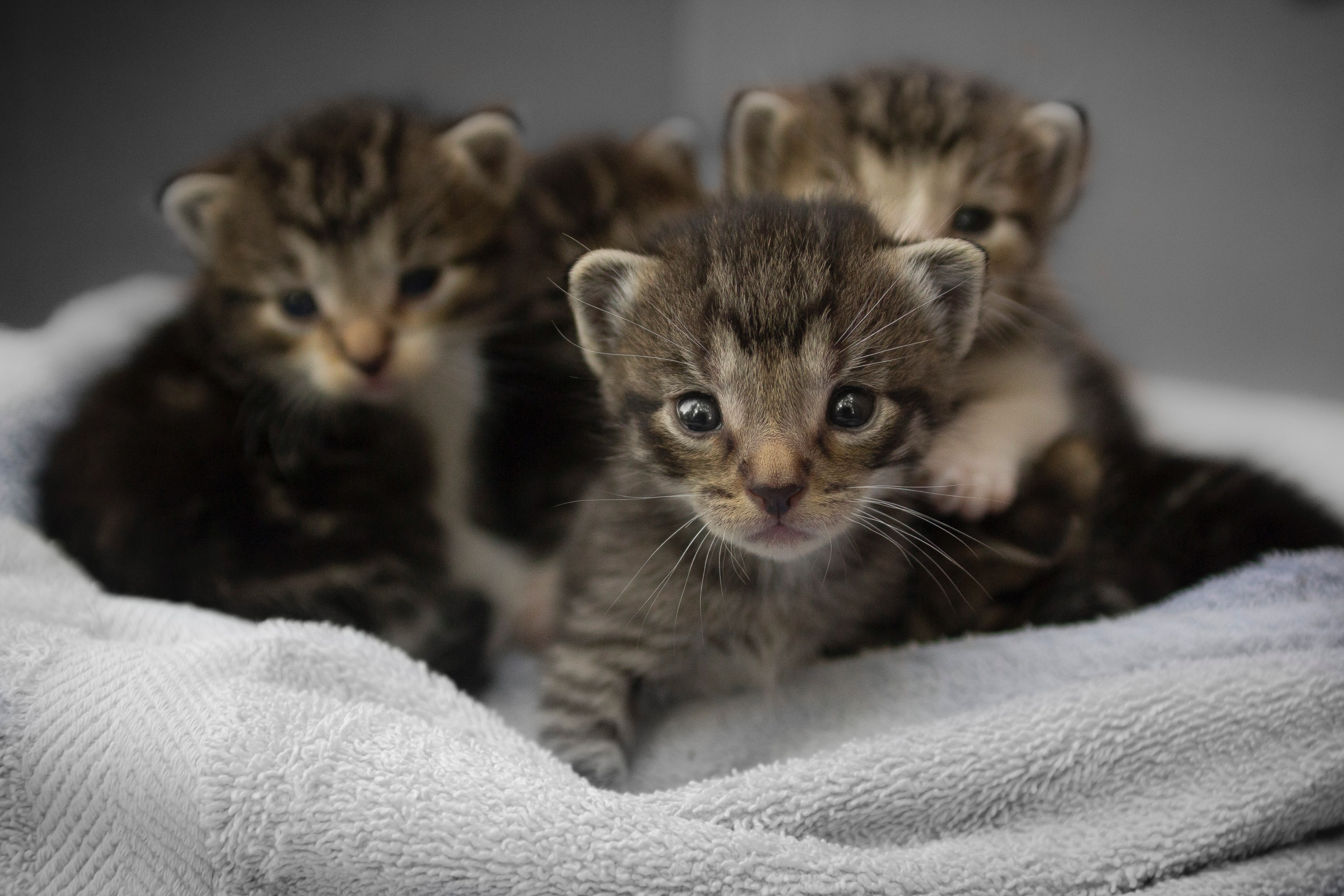 close up of several tabby kittens snuggled together on a blanket, snuggly kittens 4k, HD Wallpaper