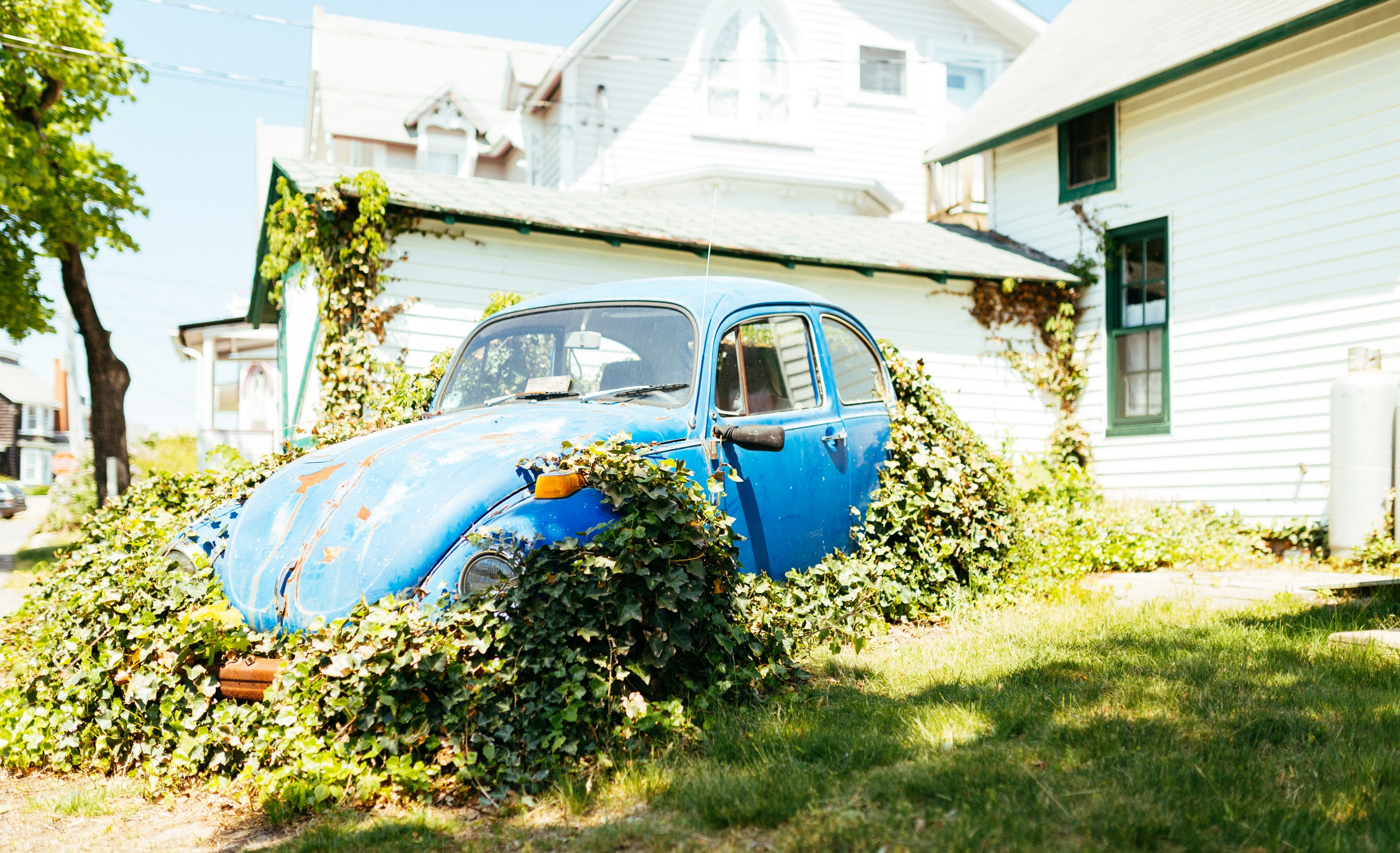 vintage blue volkswagen beetle parked in front yard with vines growing on it, vintage beetle and vines 4k, HD Wallpaper