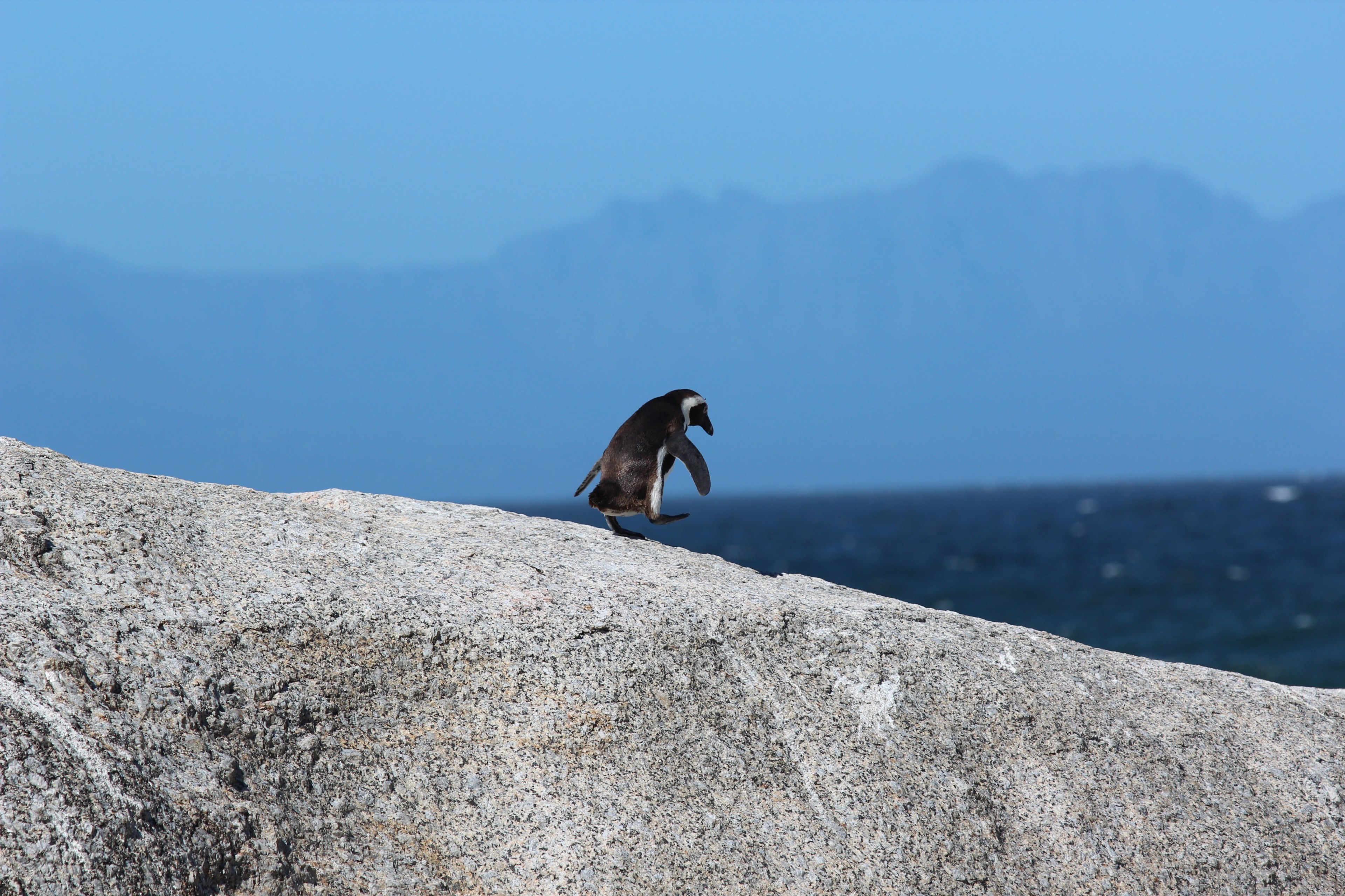small penguin walks on the big rock at boulders beach, penguin walks on rock 4k, HD Wallpaper