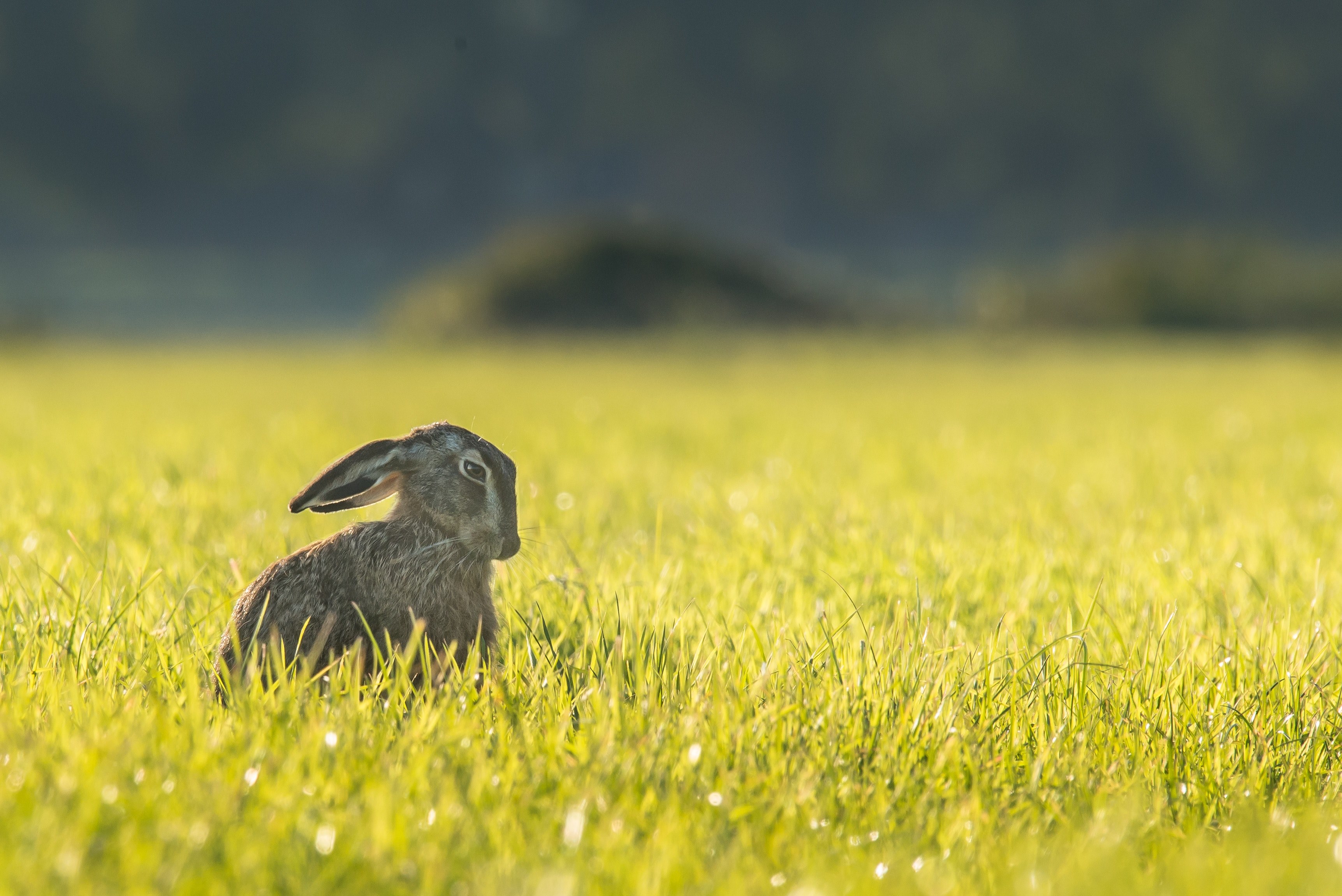 rabbit in focus sitting in a field of grass, rabbit in field 4k, HD Wallpaper