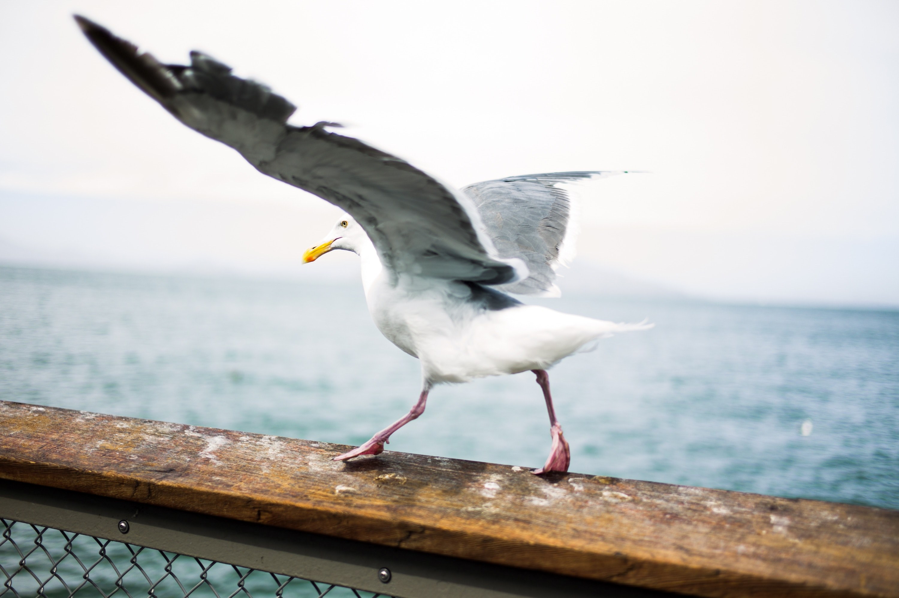 bird seagull wing and water 4k, HD Wallpaper