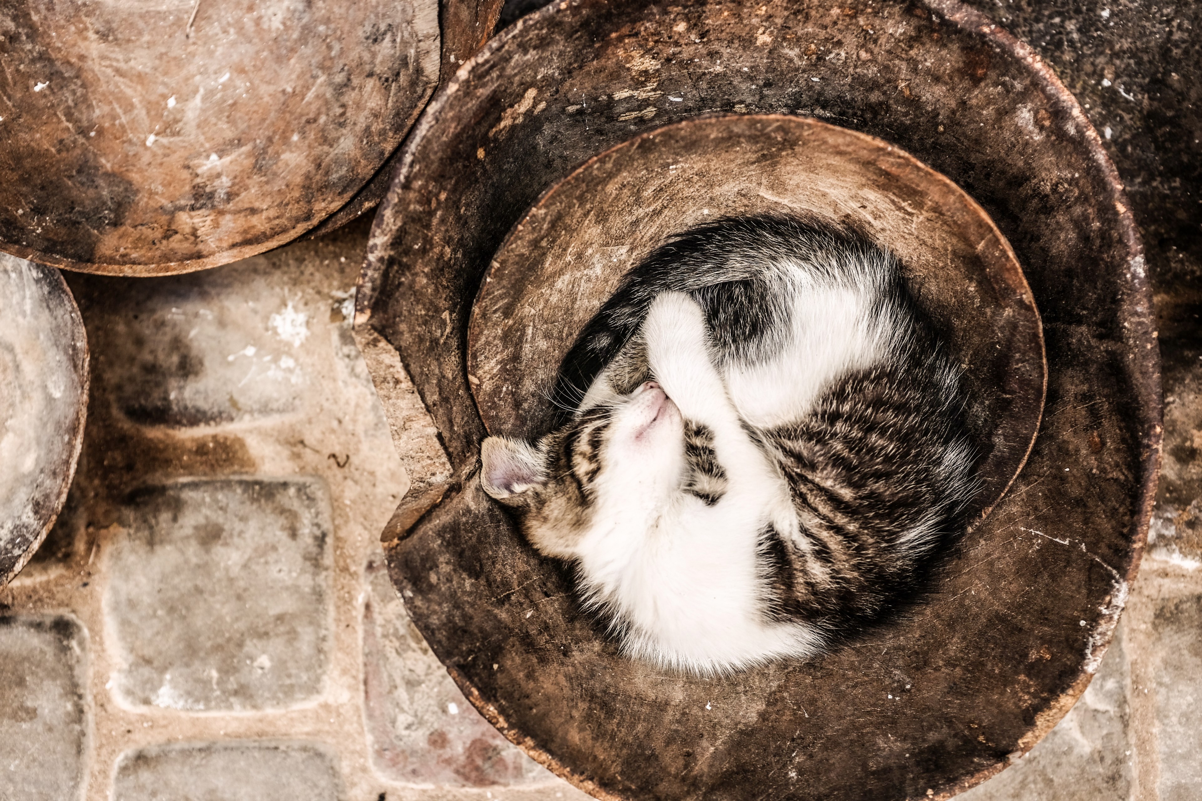brown and white kitten curled up sleeping in the bottom of a pot, kitten sleeping in a bucket 4k, HD Wallpaper