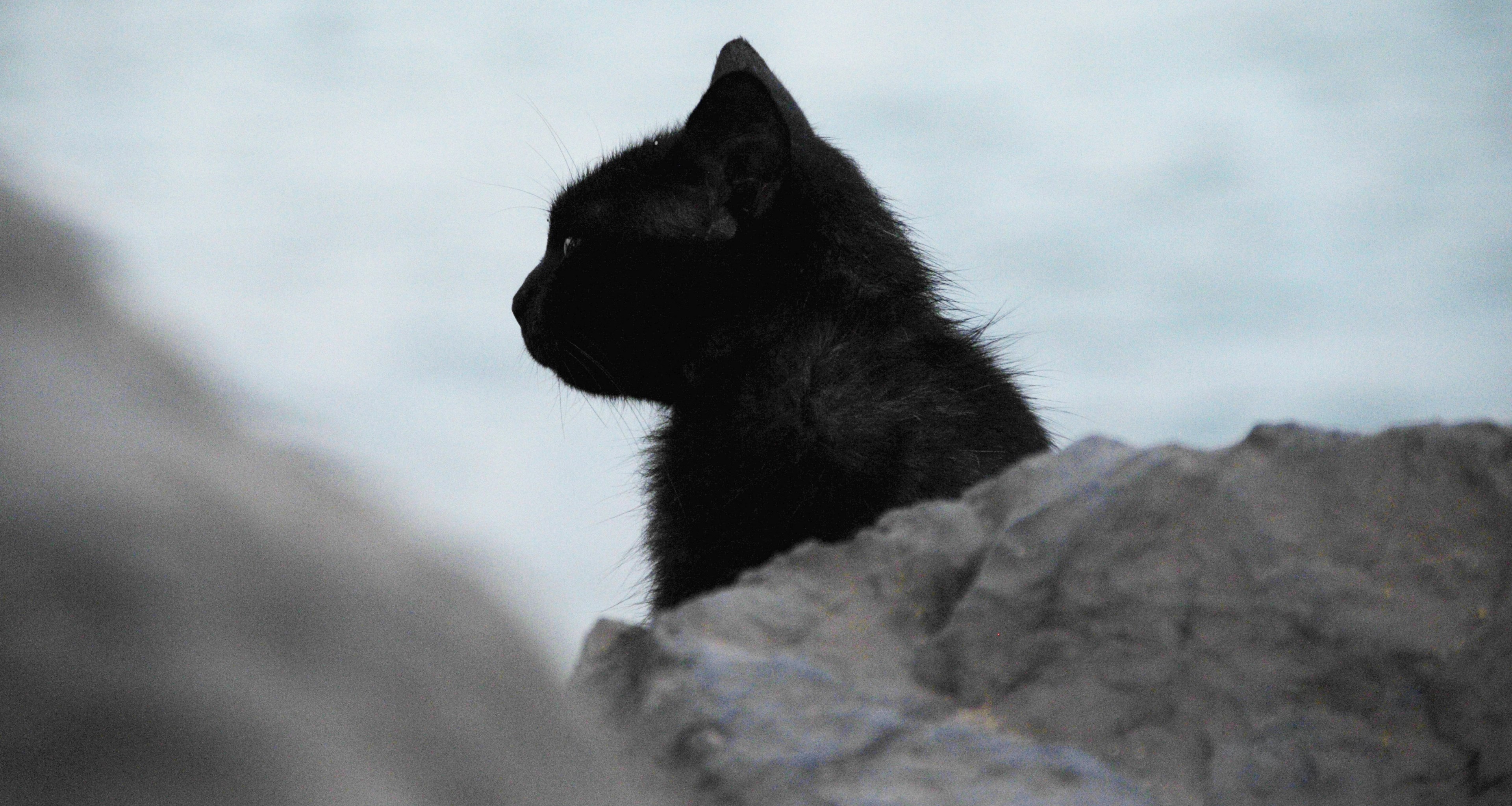 black cat profile sitting on gray coastal rocks near sea, watchful black cat 4k, HD Wallpaper