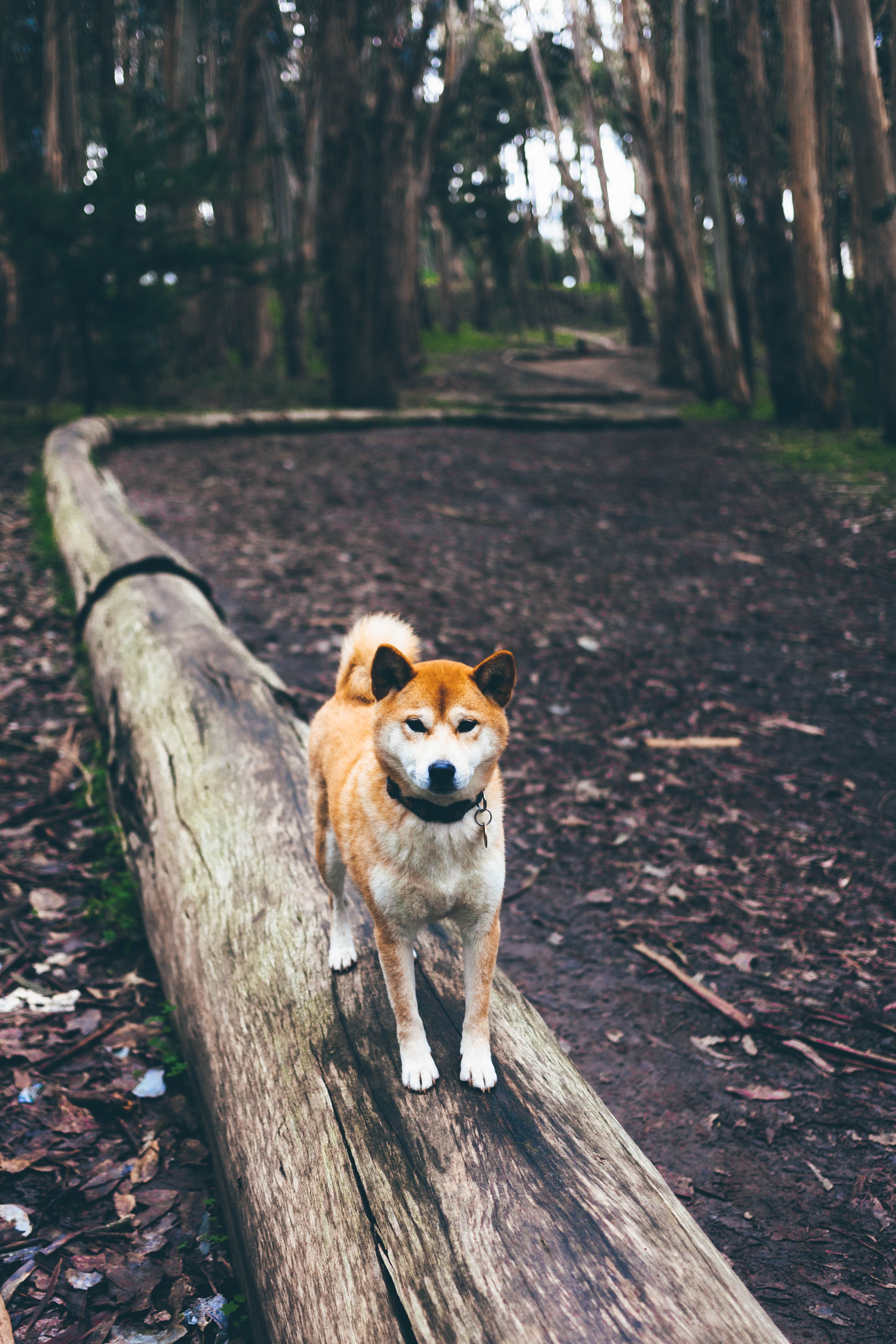 a dog standing on a log in a forest called lovers lane, dog on a log 4k, Phone HD Wallpaper
