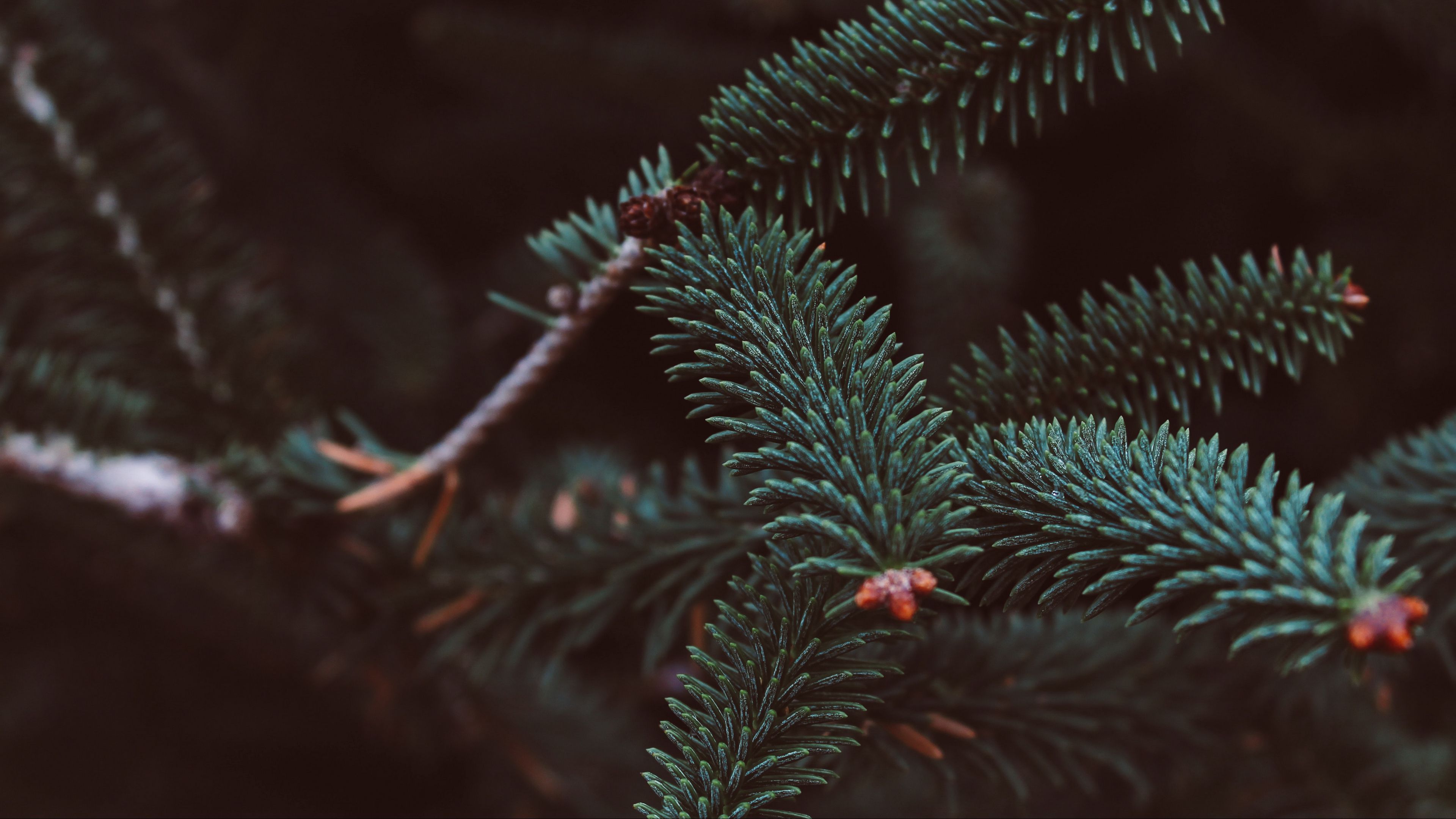 spruce, branch, needles, blur, 4k, HD Wallpaper