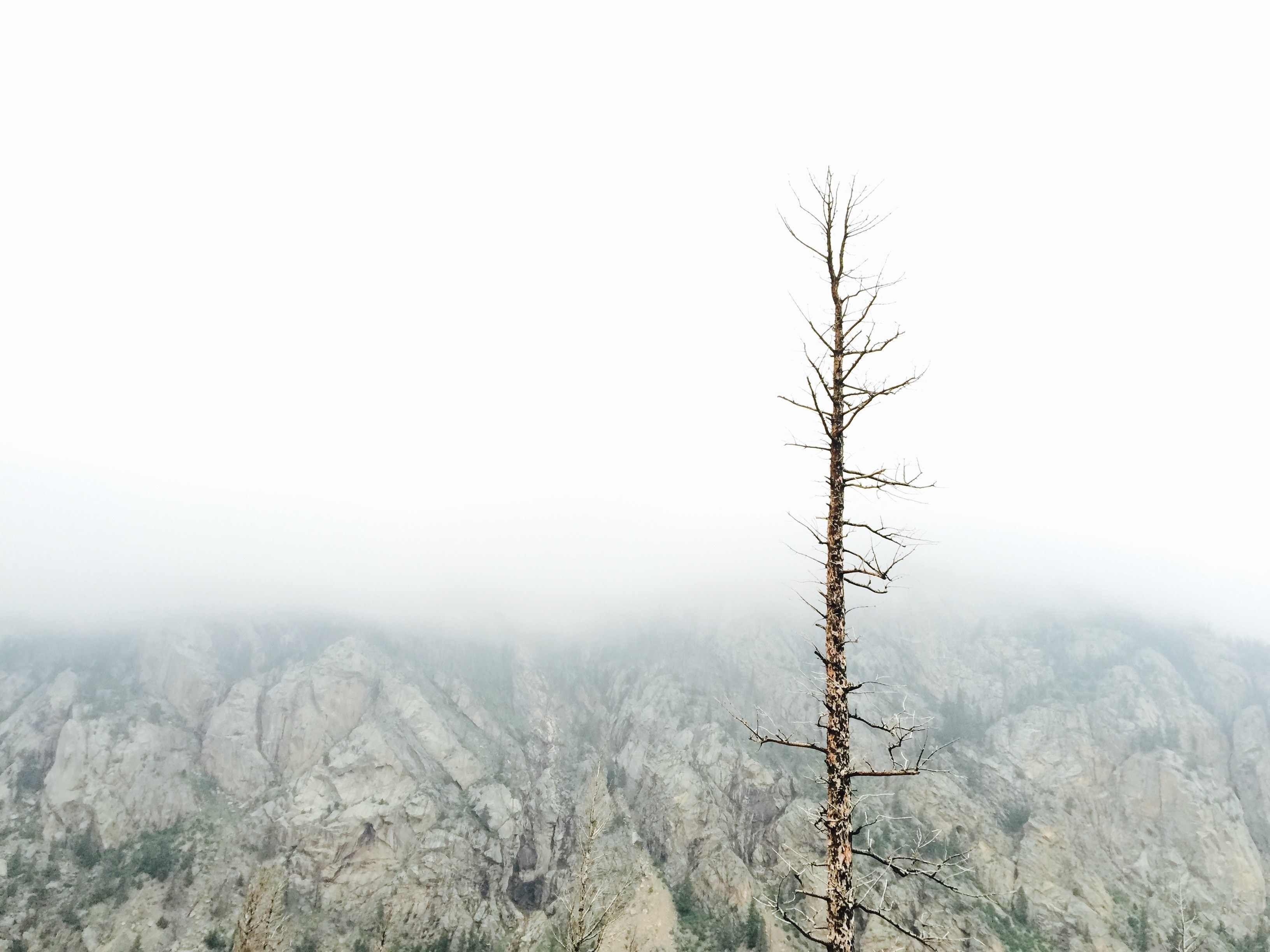 single barren tree against a cliff in rocky mountain national park, foggy rocky mountains 4k, HD Wallpaper