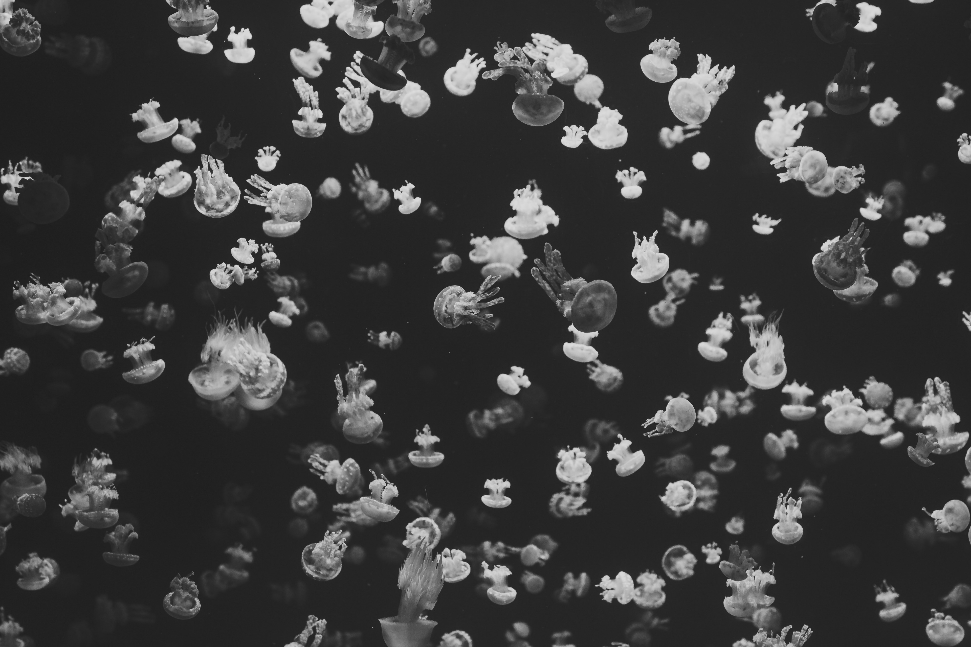 jellyfish sea ocean and water 4k, HD Wallpaper