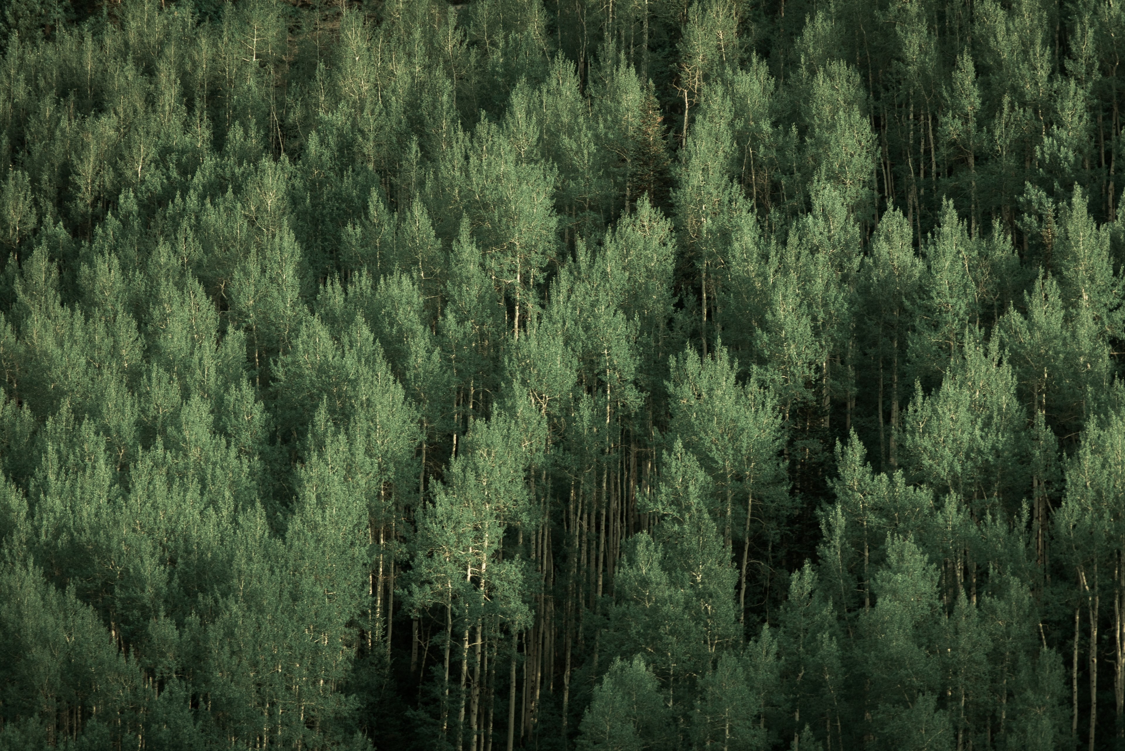 tree forest woodland and green 4k, HD Wallpaper