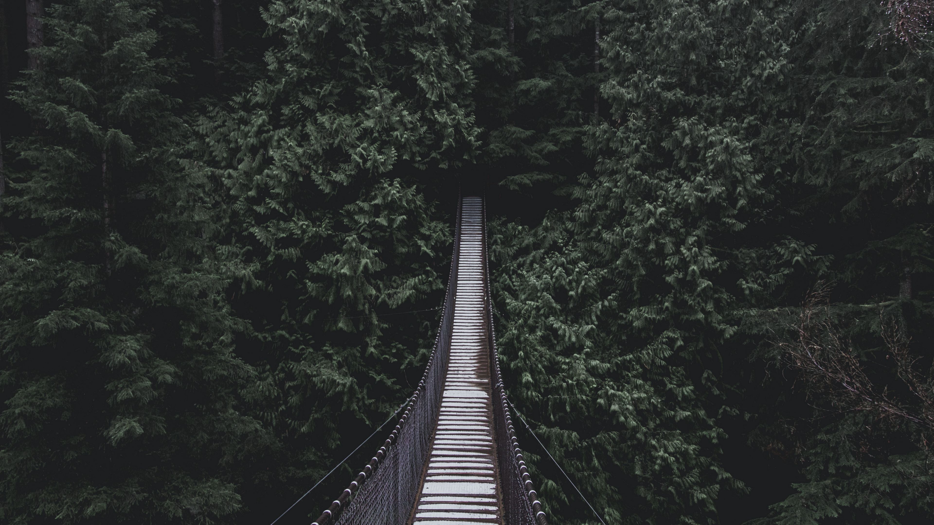 bridge, hanging bridge, trees, 4k, HD Wallpaper