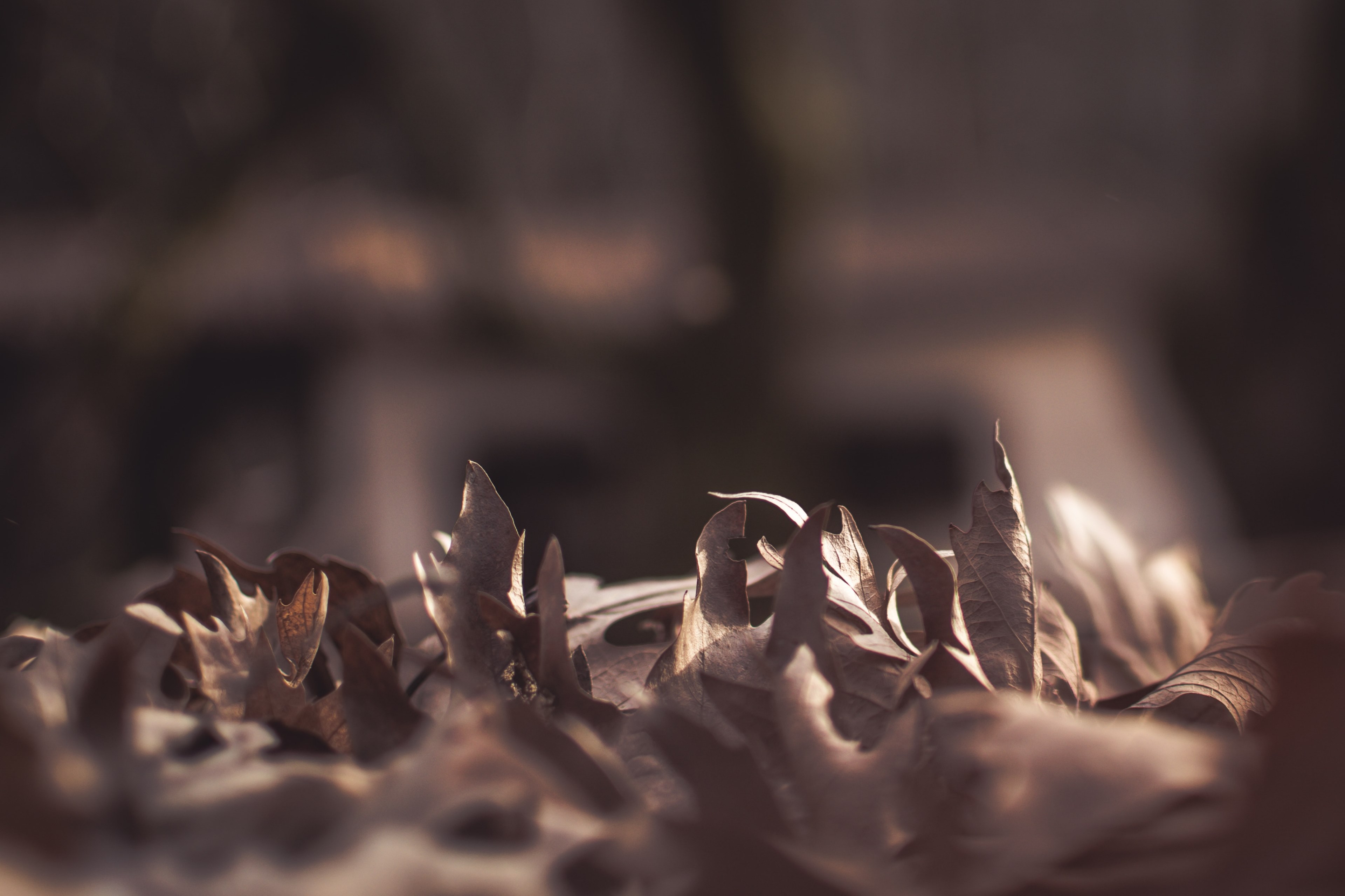 close up of brown curled up leaves on the ground, signs of autumn 4k, HD Wallpaper