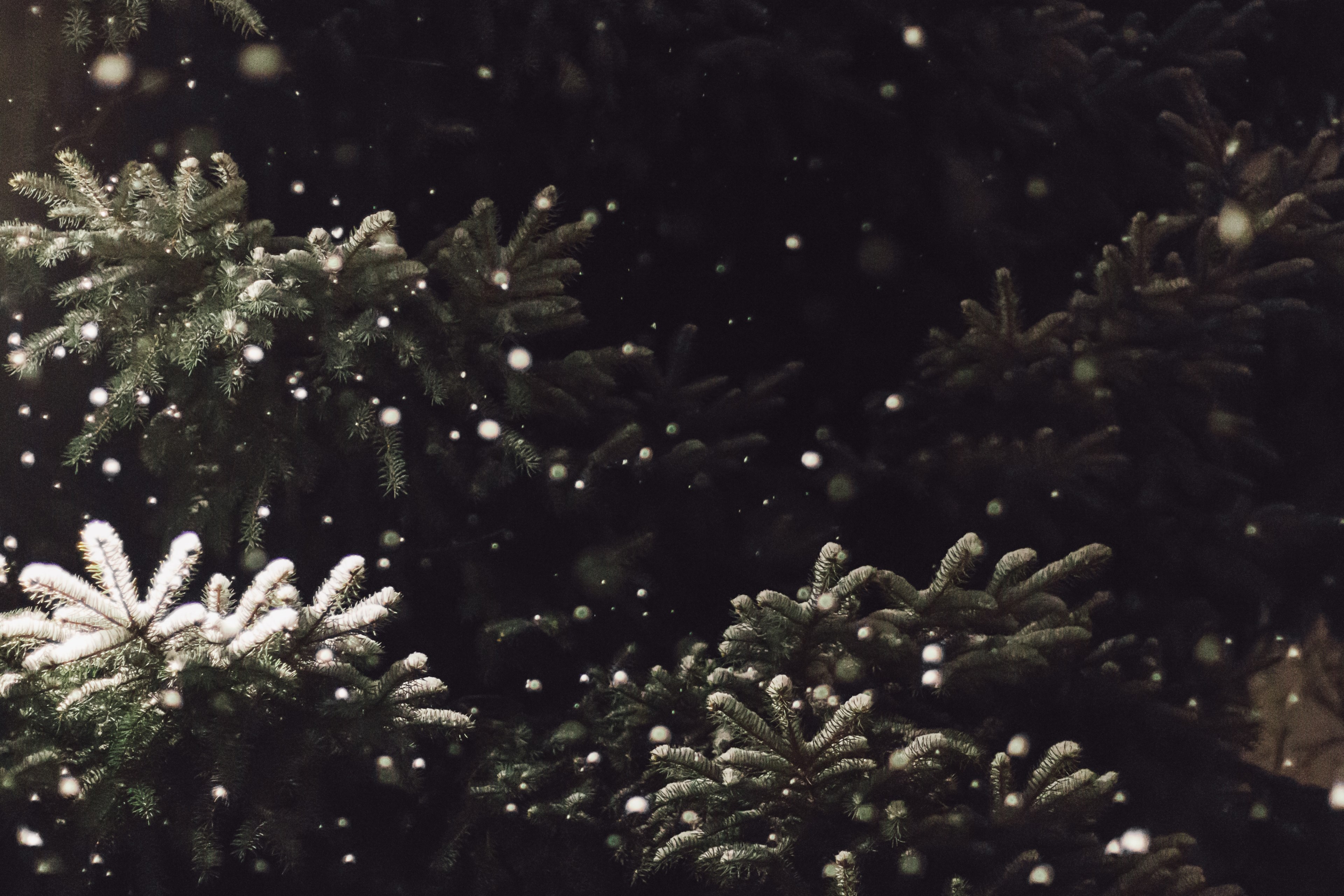 tree pine snowing and evergreen 4k, HD Wallpaper
