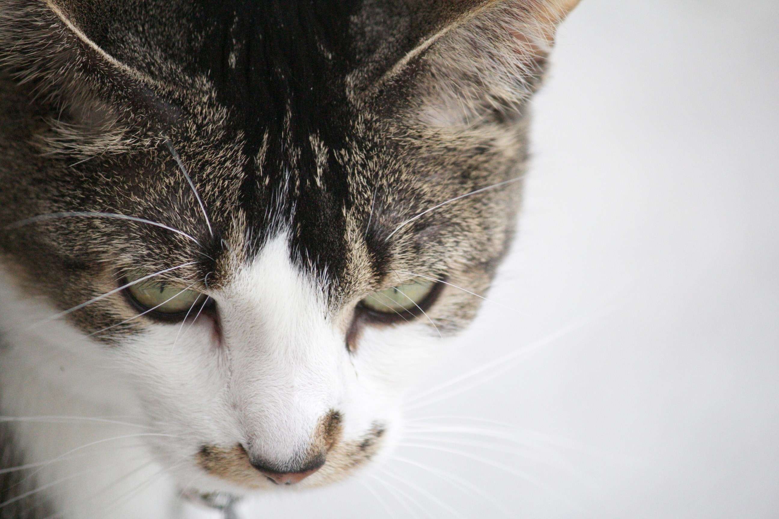 close up of gray and white domestic cat on light background, cats whisker from up close 4k, HD Wallpaper