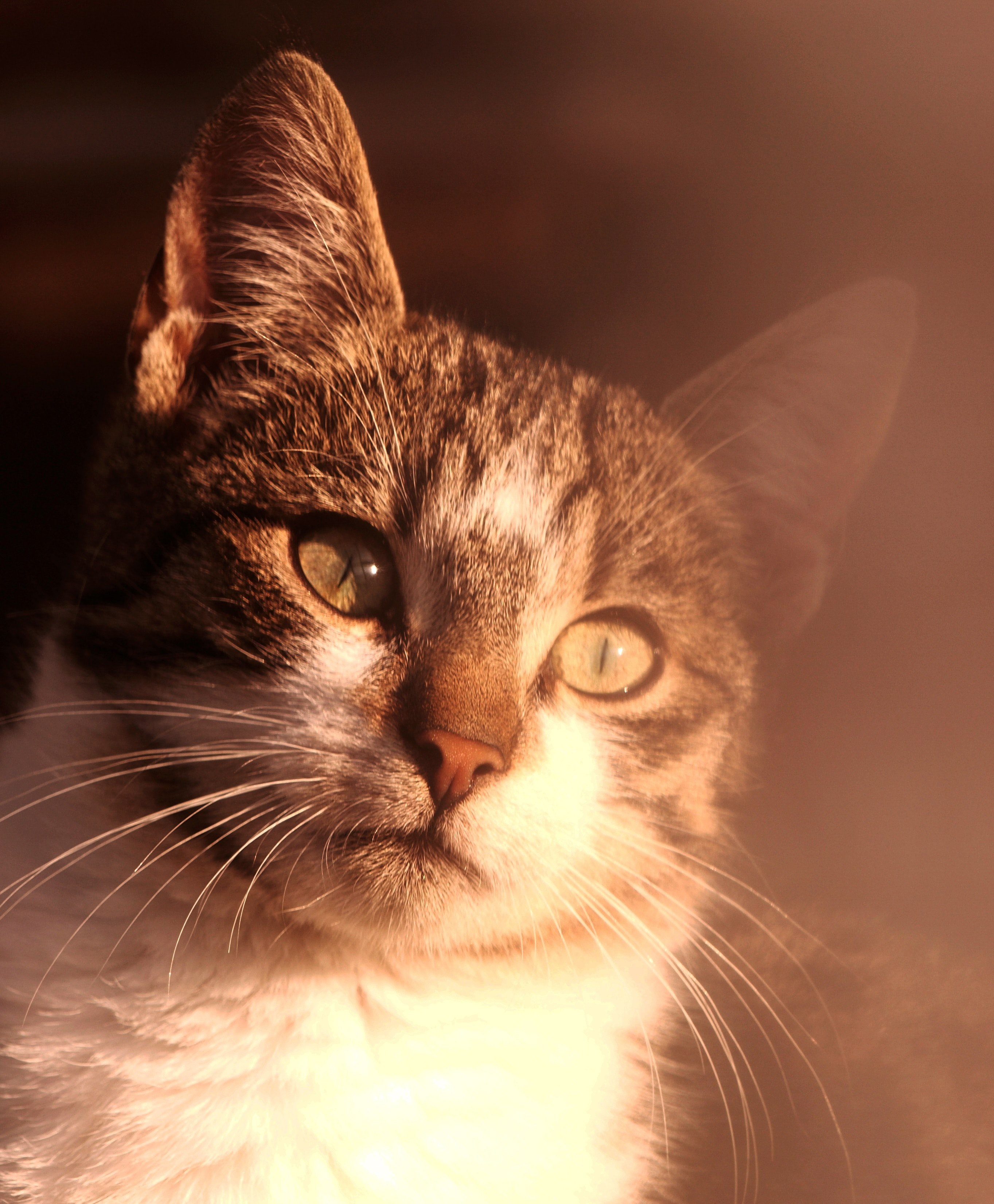 close up of a tabby cats face with its eyes wide open, cat face in sunlight 4k, Phone HD Wallpaper