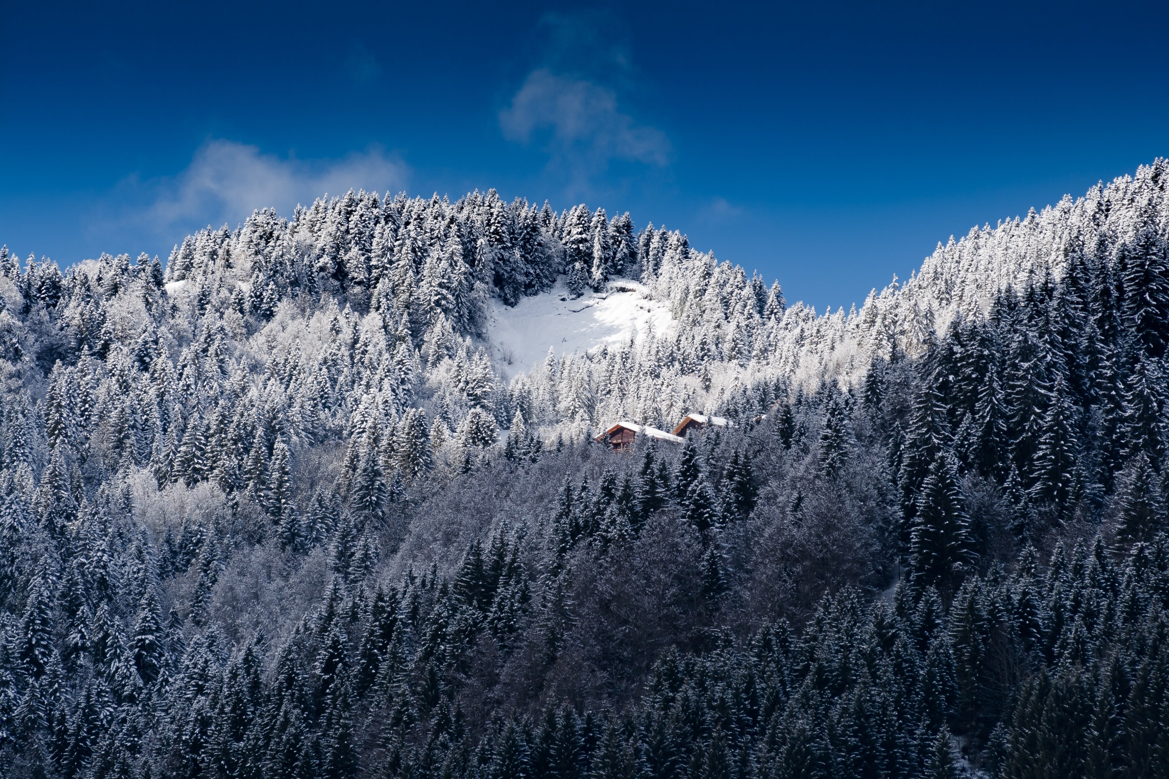 a cabin in the middle of a snowy forest trees, a cabin among the snowy forest 4k, HD Wallpaper