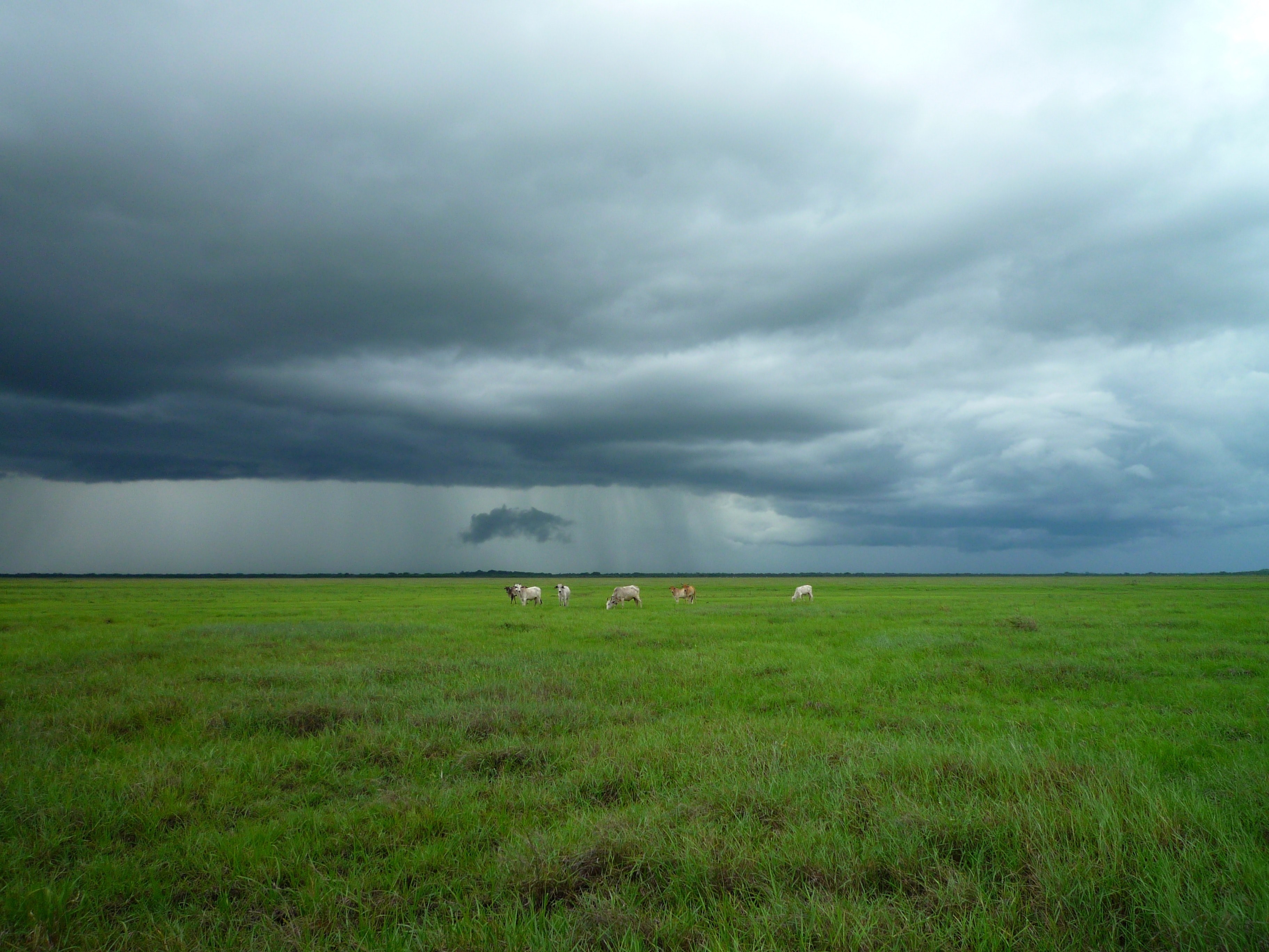 field pasture cow and grass 4k, HD Wallpaper