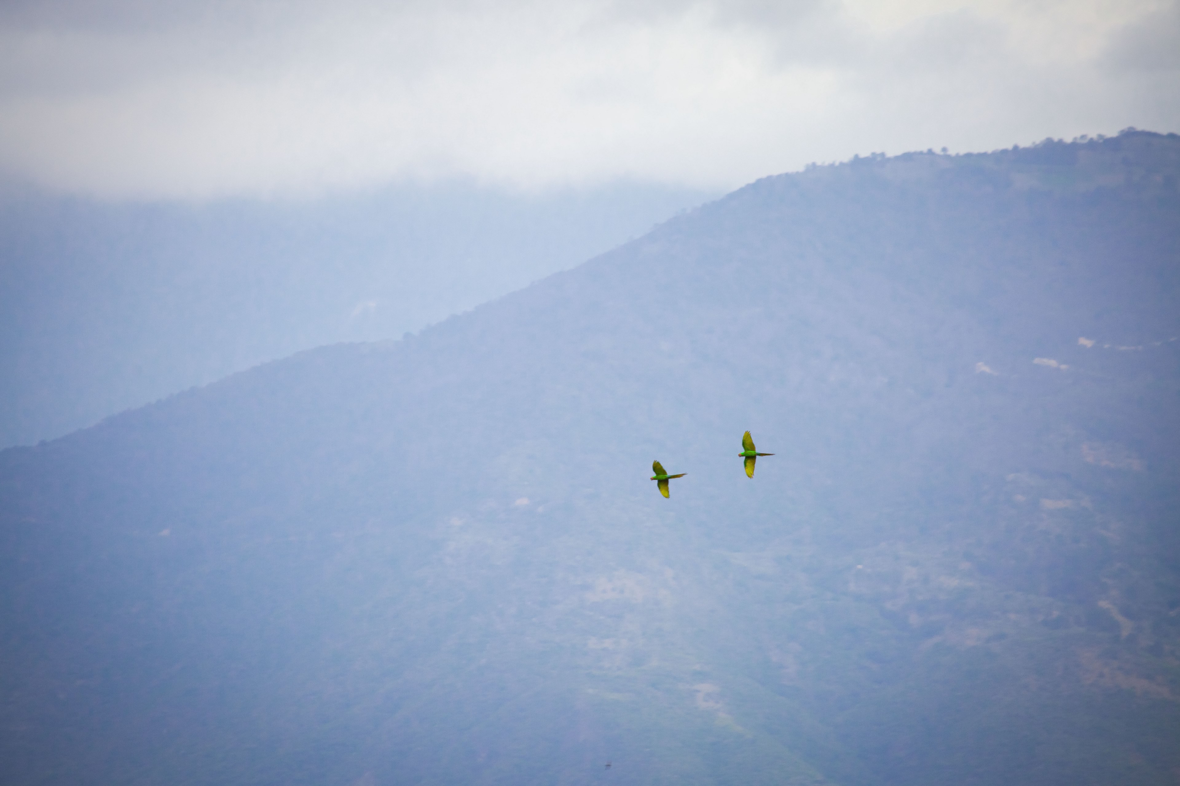 canyon oaxaca macaw and green macaw 4k, HD Wallpaper