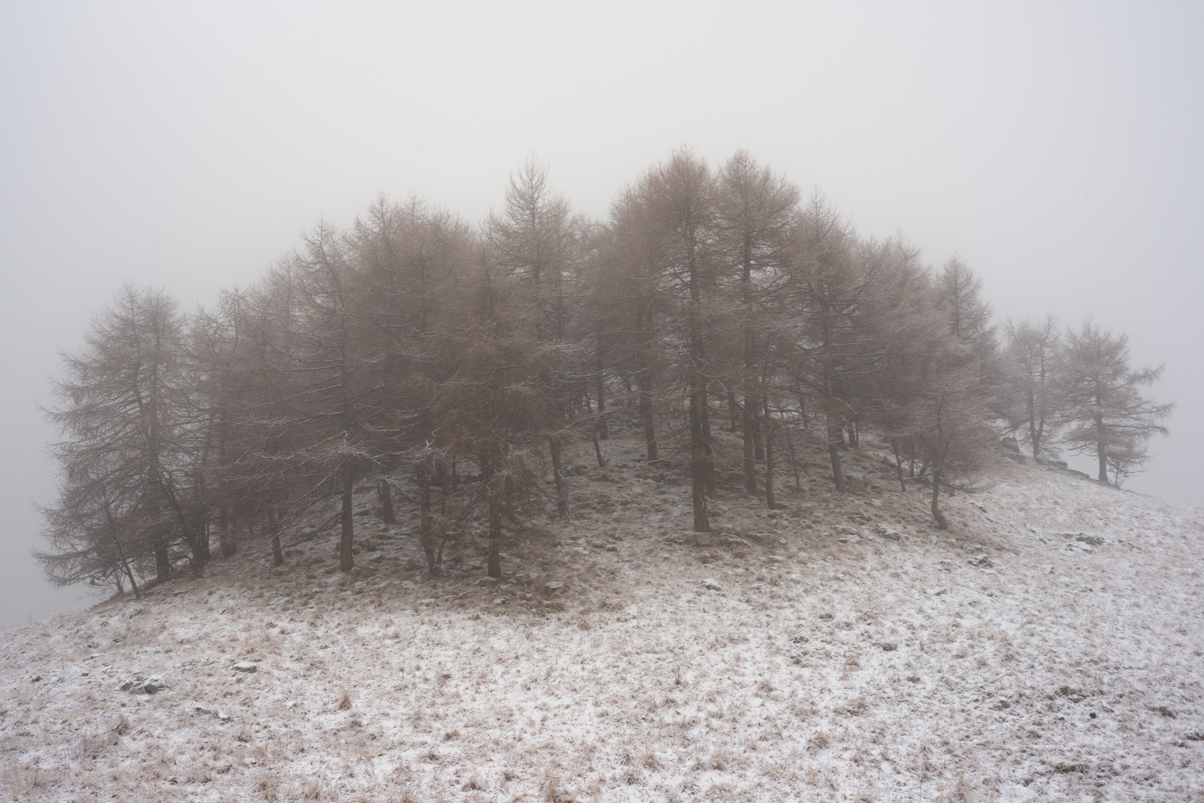 a clump of trees on top of a snowy hill on a foggy day, trees on the hilltop 4k, HD Wallpaper