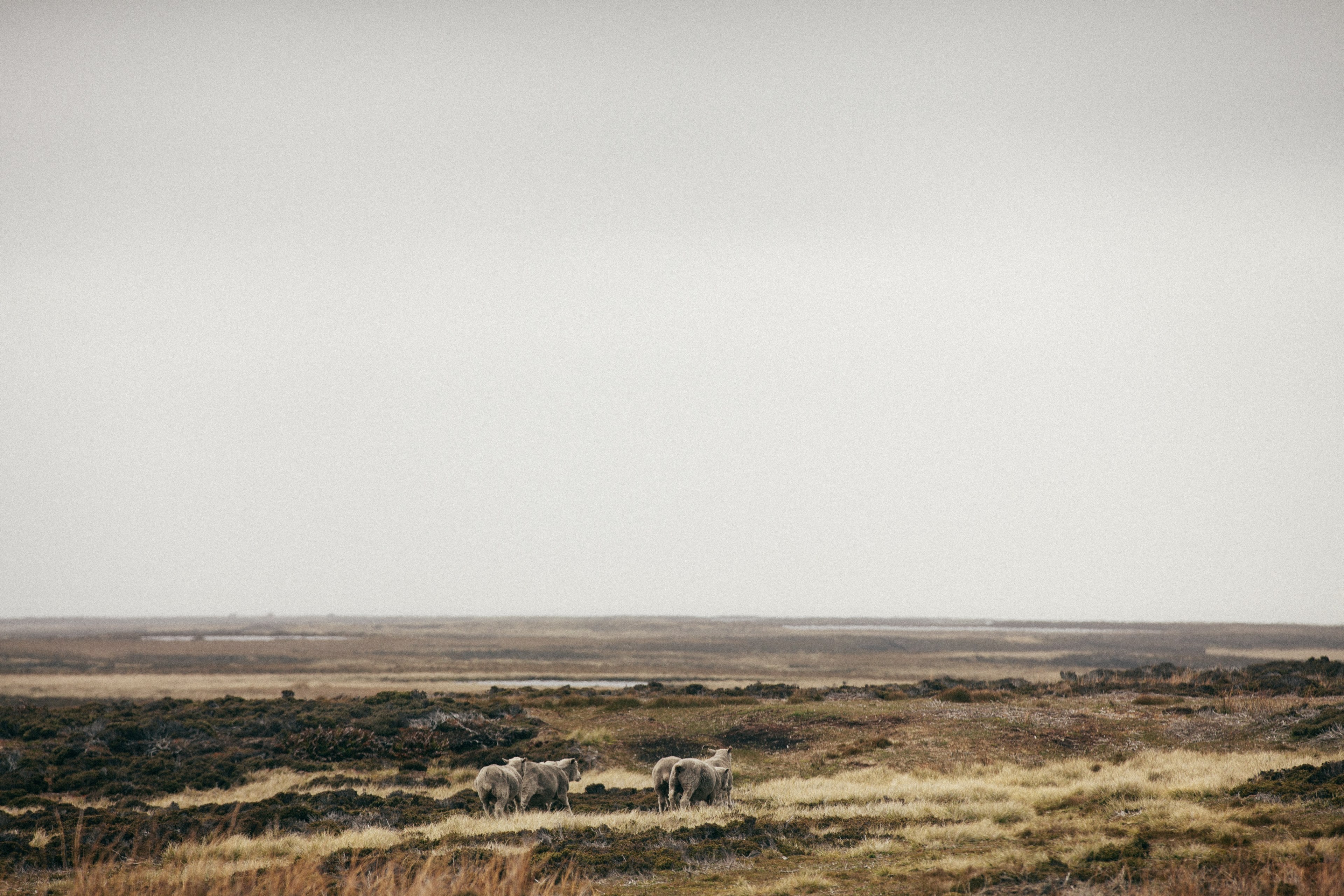 driving through falkland islands 4k, HD Wallpaper