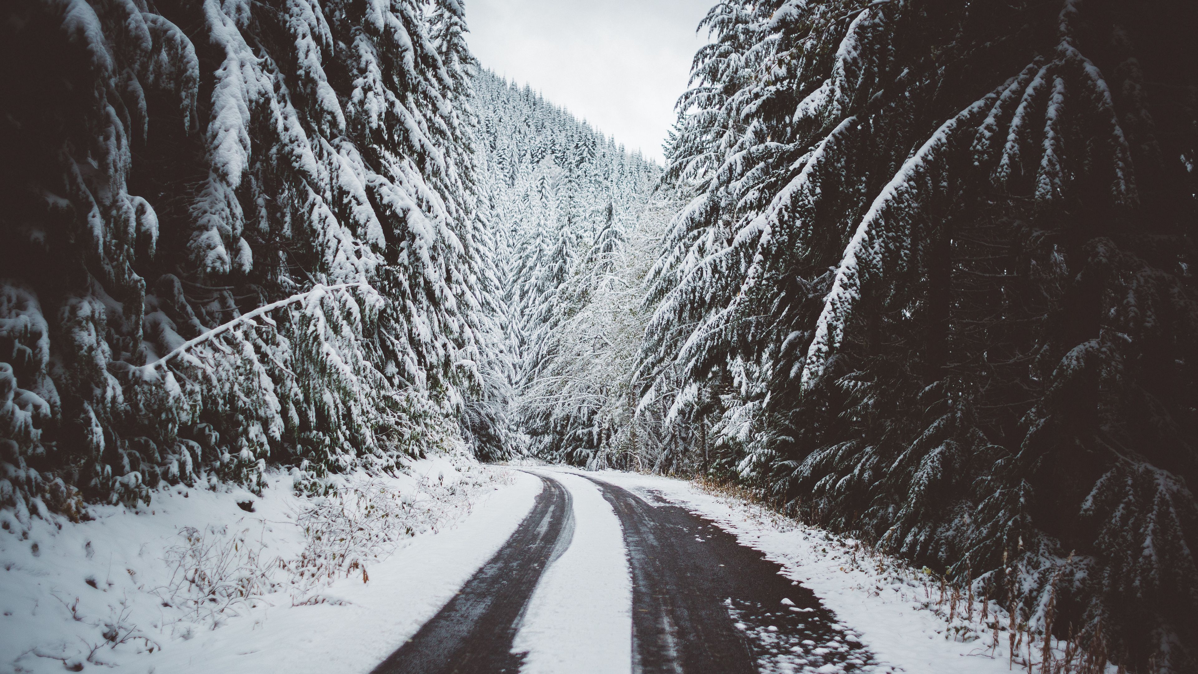 road, snow, trees, winter, 4k, HD Wallpaper