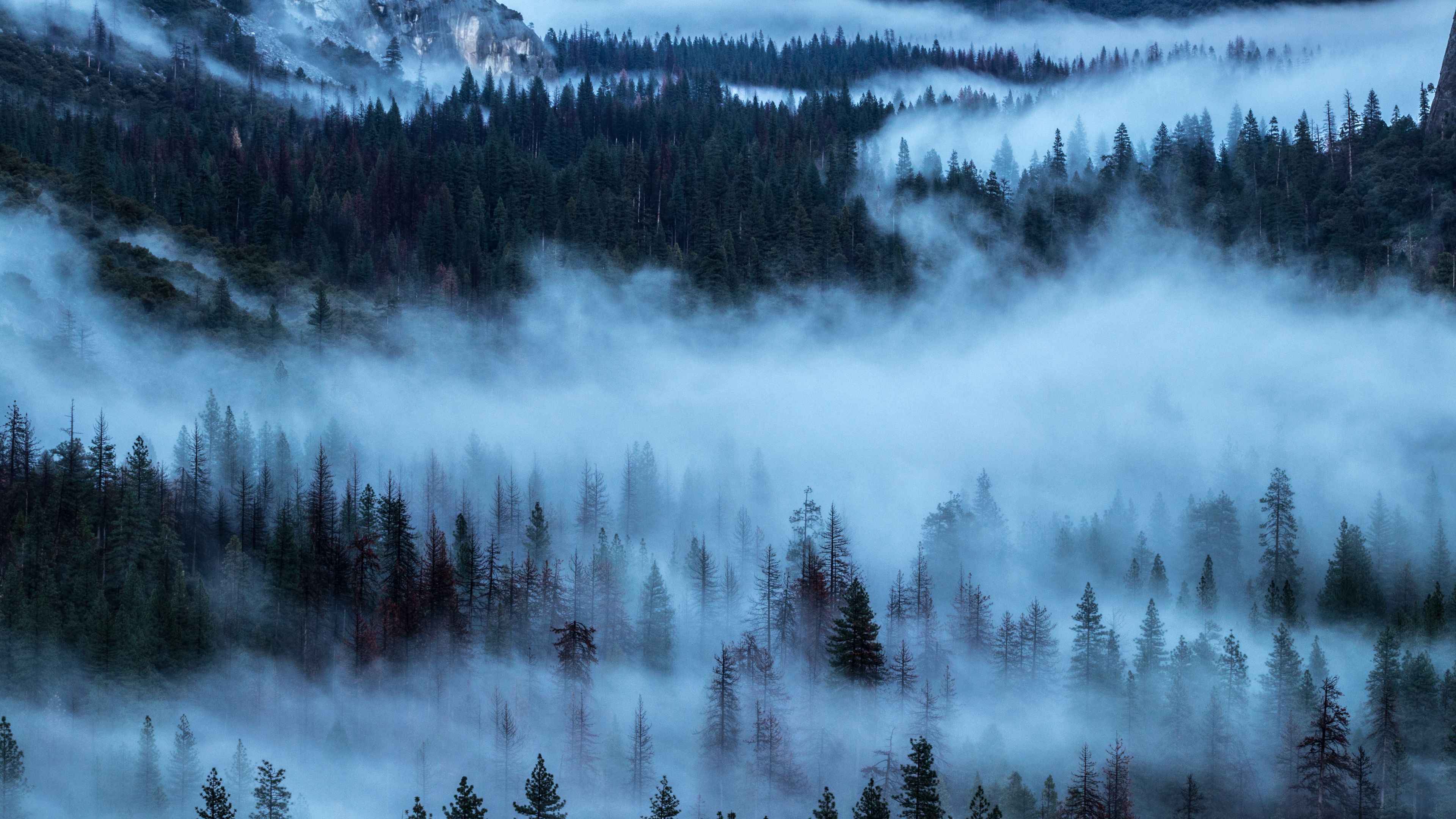 trees, fog, shroud, 4k, HD Wallpaper