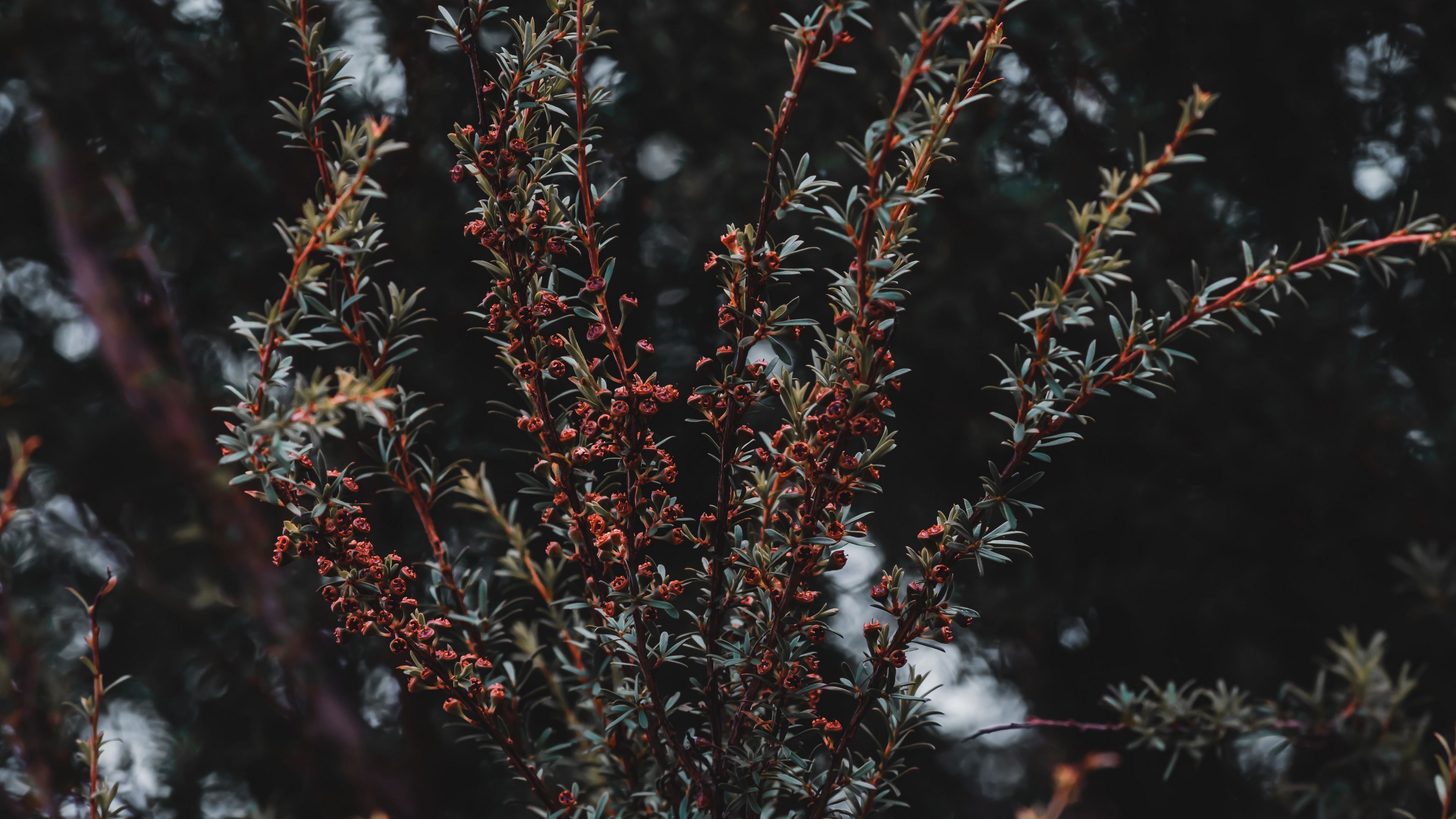plant, bush, branches, 4k, HD Wallpaper