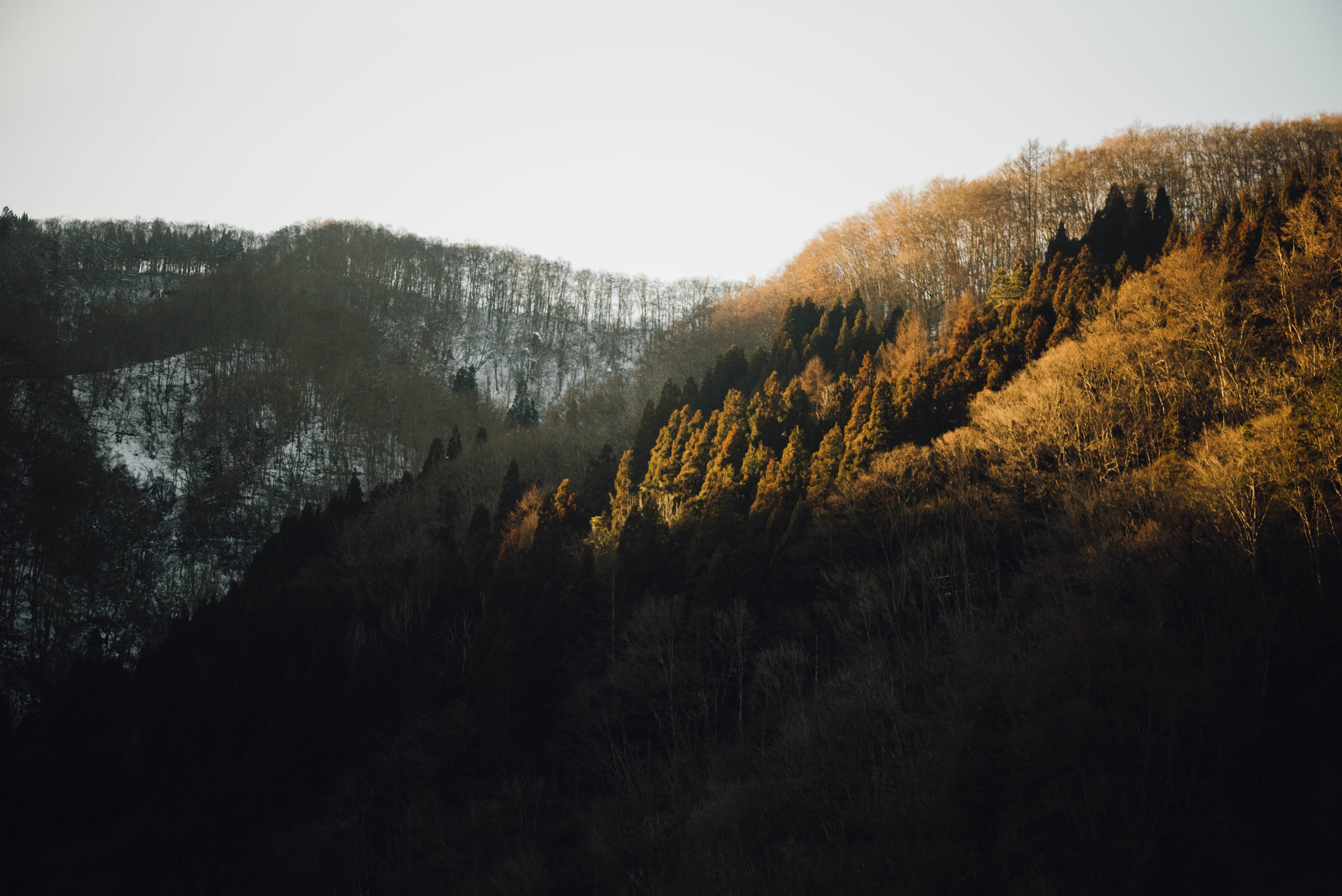 alp outdoor tree and cloud 4k, HD Wallpaper