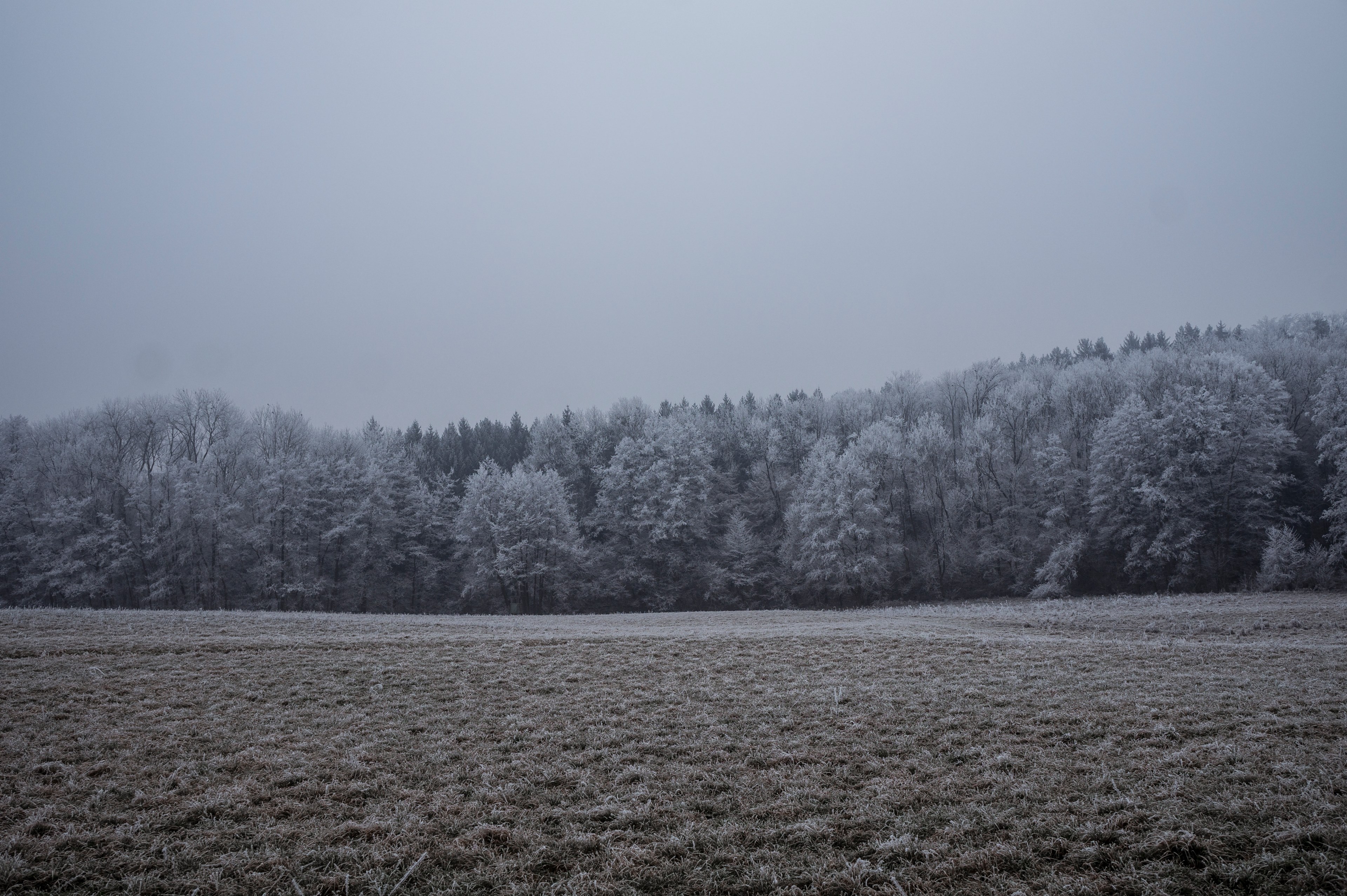 a grassy field near a forest covered with frost, frost on grass and trees 4k, HD Wallpaper