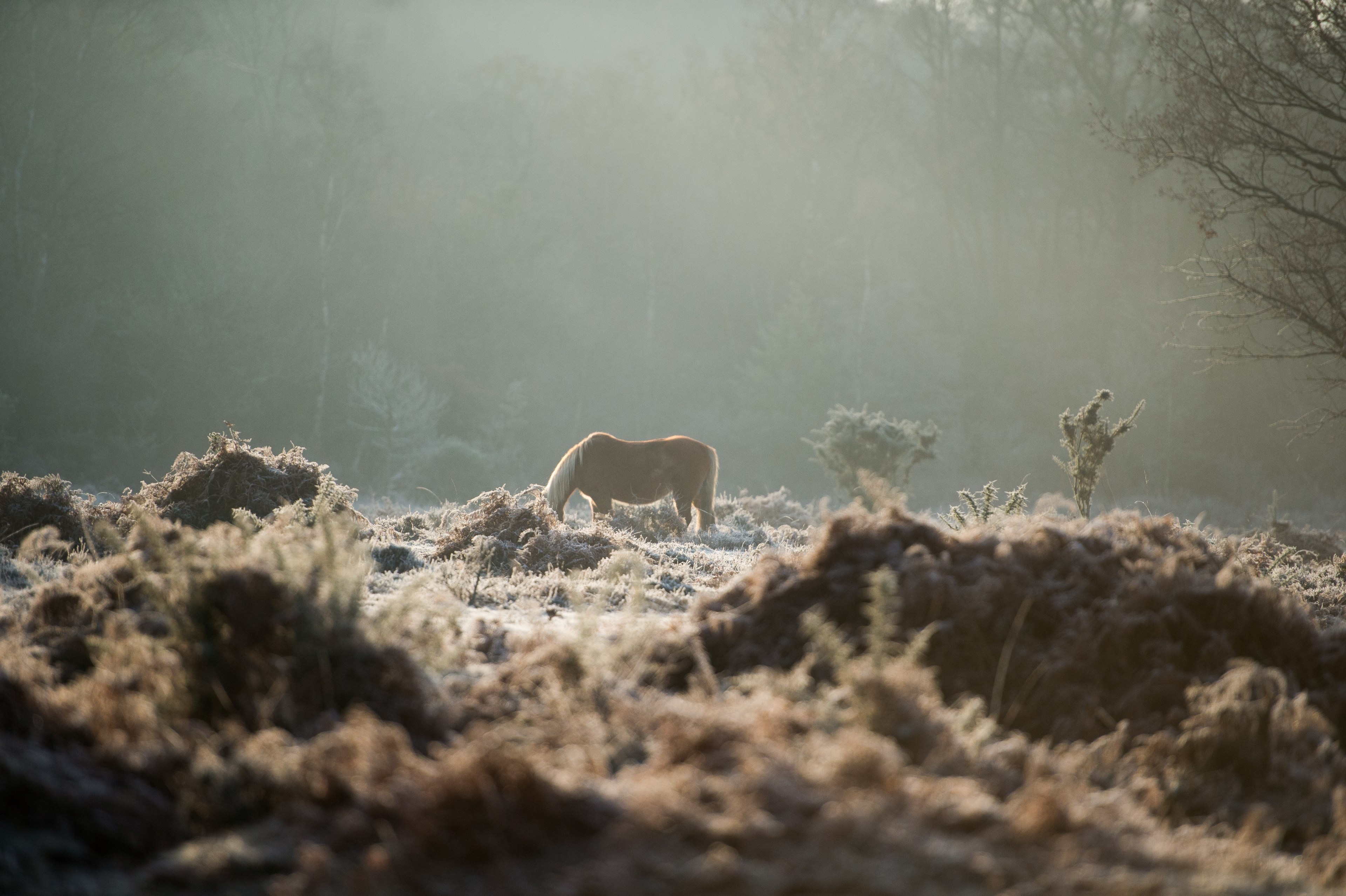 view on dry shrubs with a brown horse grazing on the grass in the distance, new forest pony in the fog 4k, HD Wallpaper