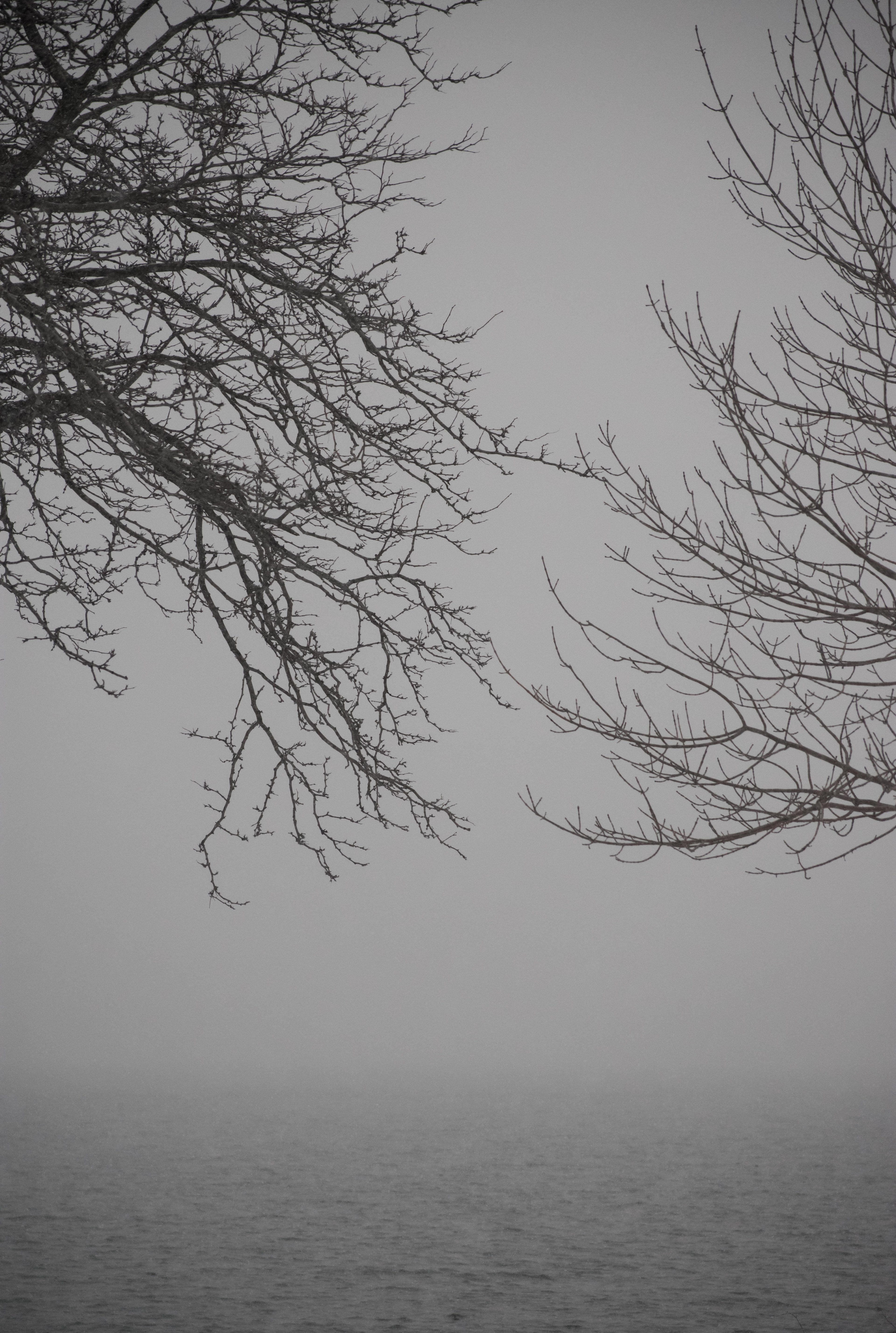 framed in fog 4k, Phone HD Wallpaper