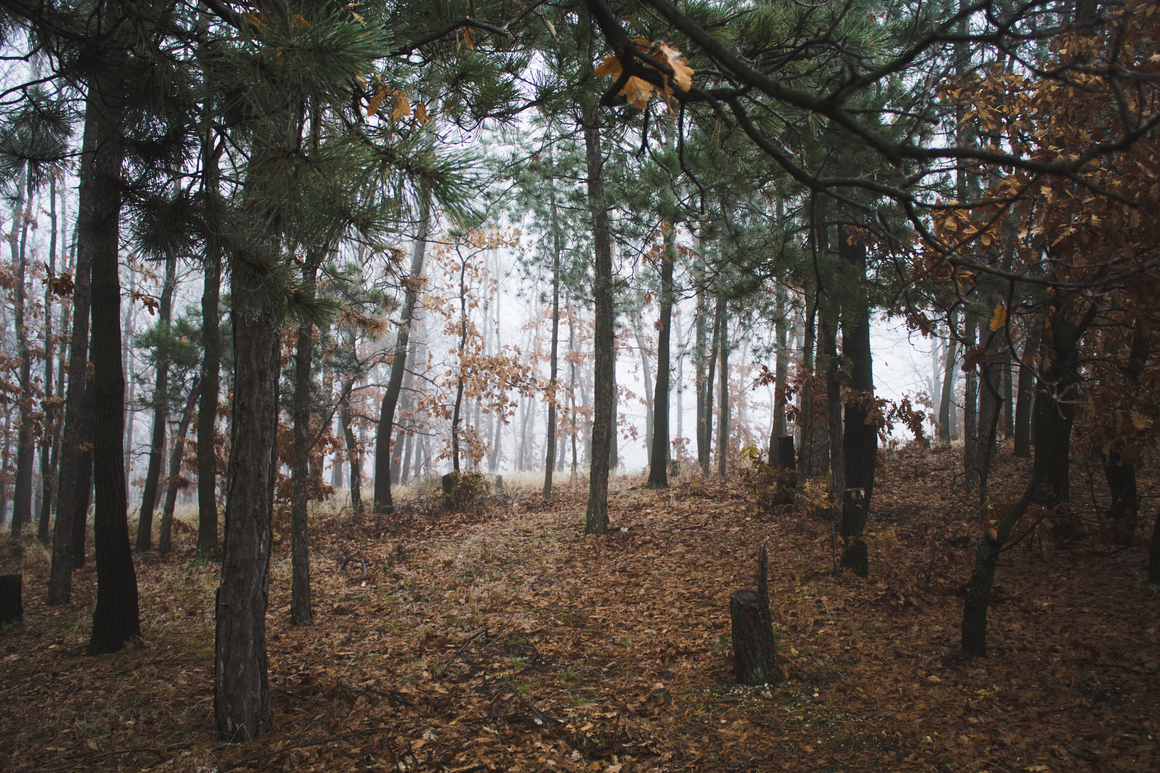 landscape winter fog and pine needle 4k, HD Wallpaper