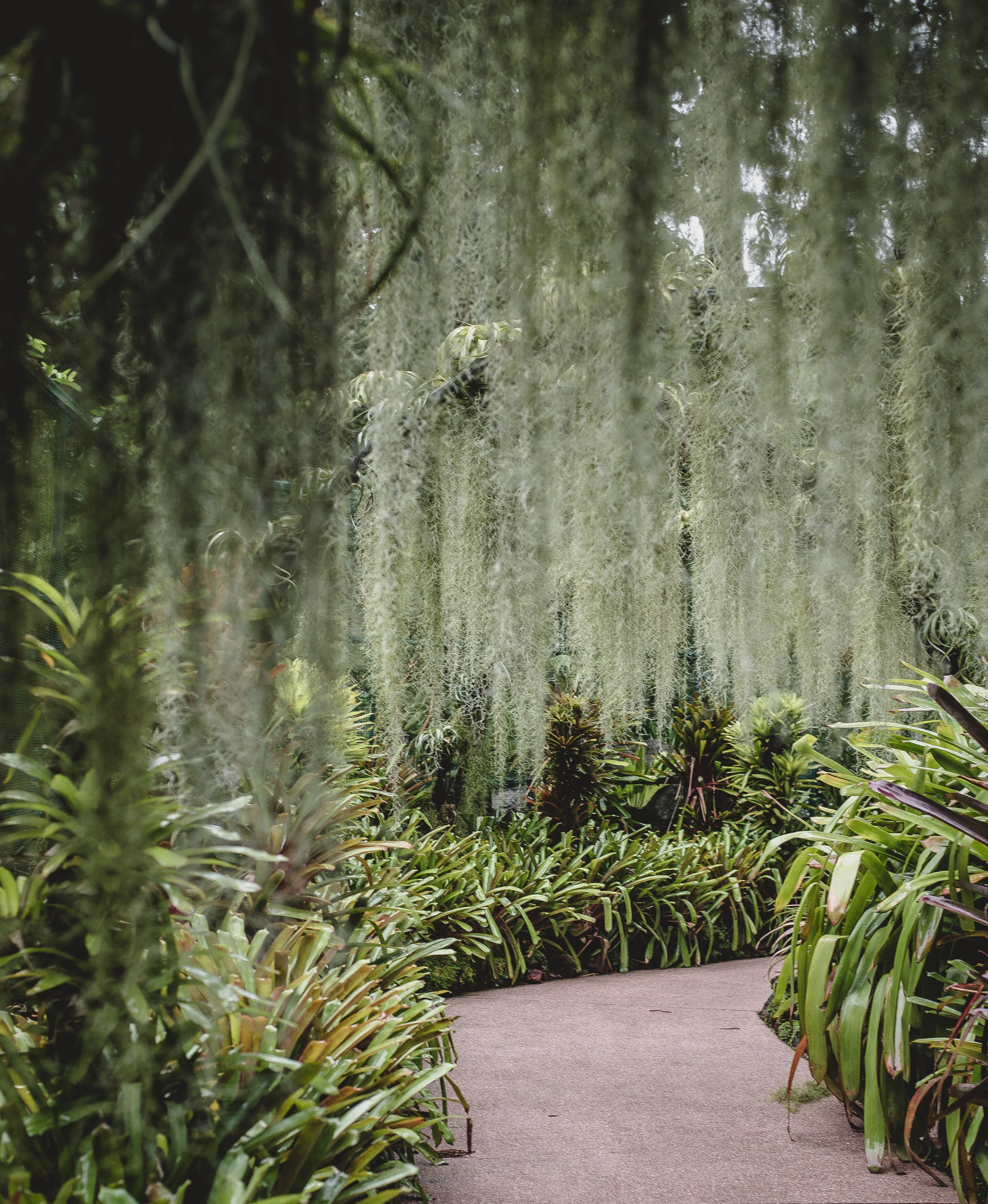 singapore botanic garden 4k, Phone HD Wallpaper